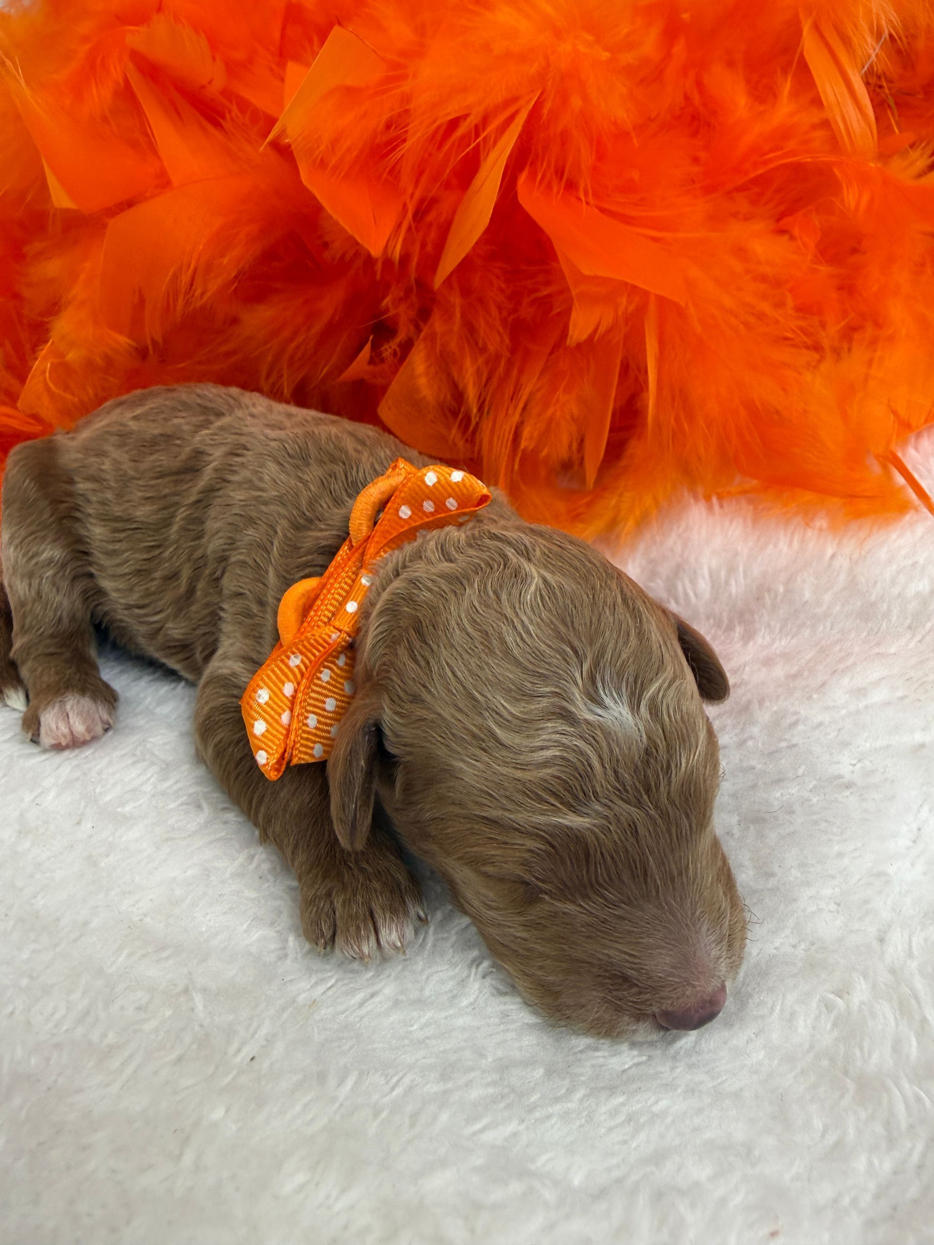 Cavapoo puppies for sale Fort Worth Texas breeder listings