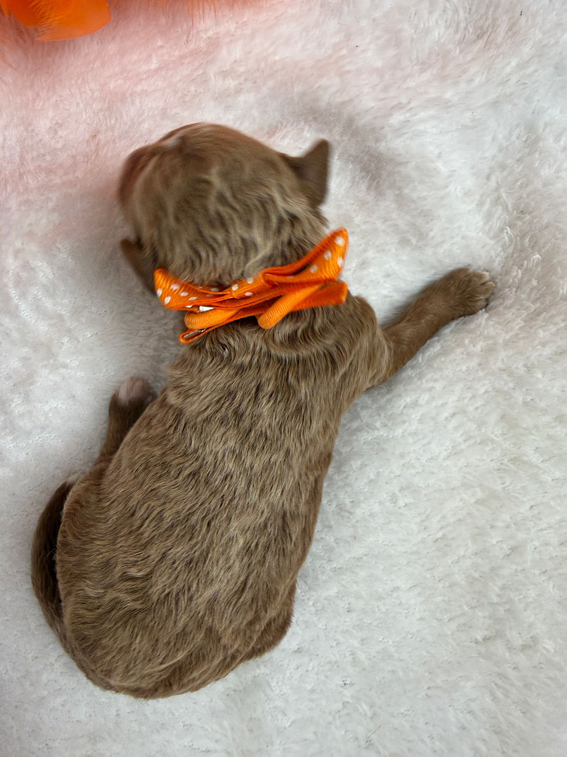 Cavapoo puppies for sale near tyler Texas