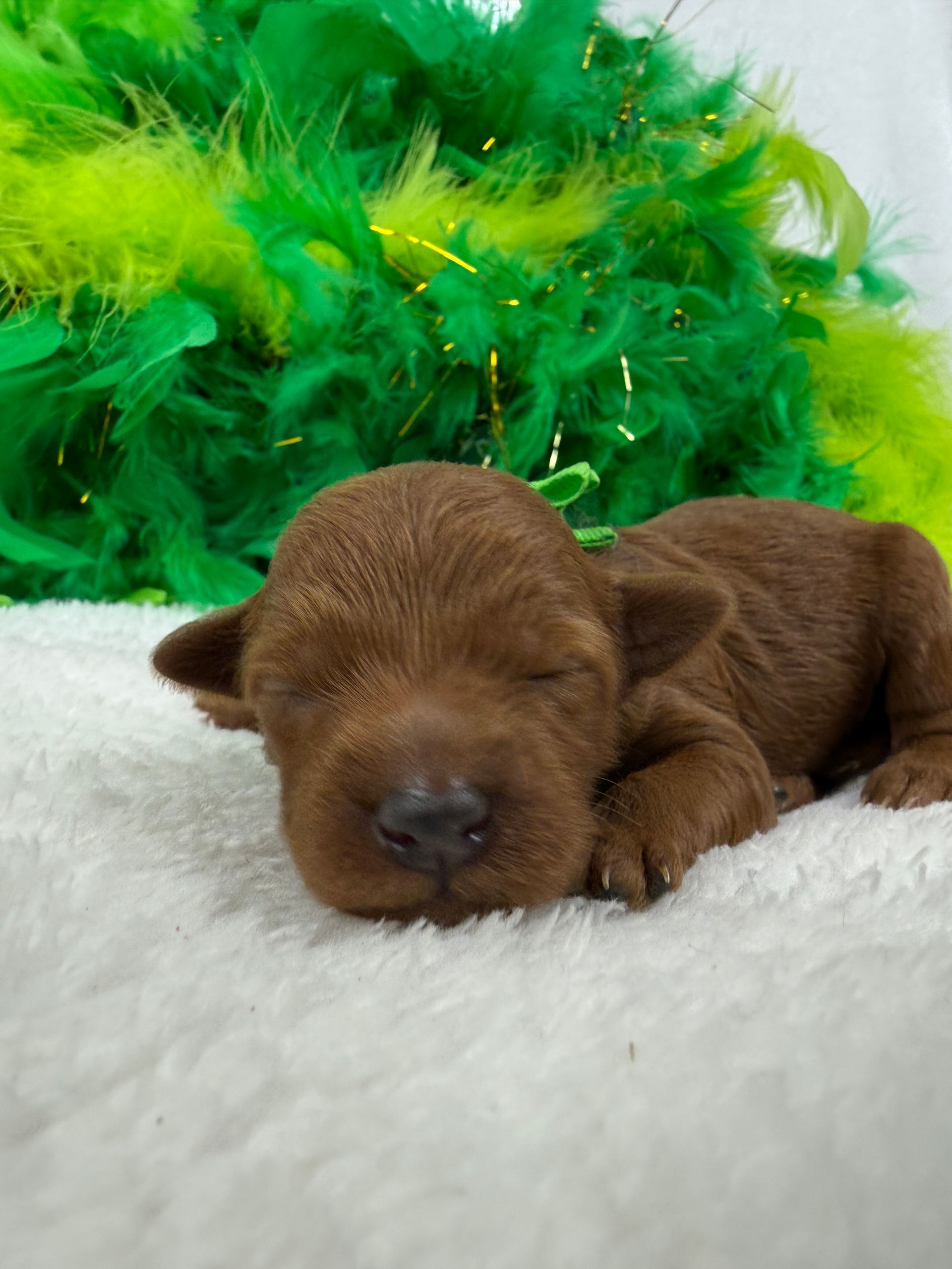 Cavapoo puppies for sale near tyler Texas
