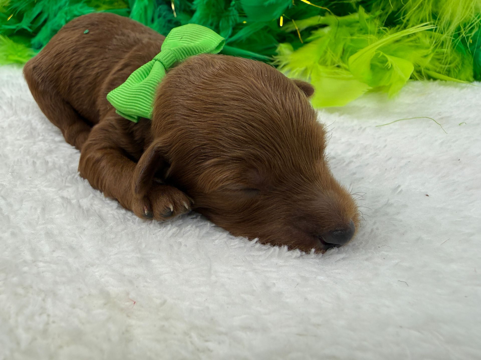Cavapoo puppies for sale Fort Worth Texas breeder listings
