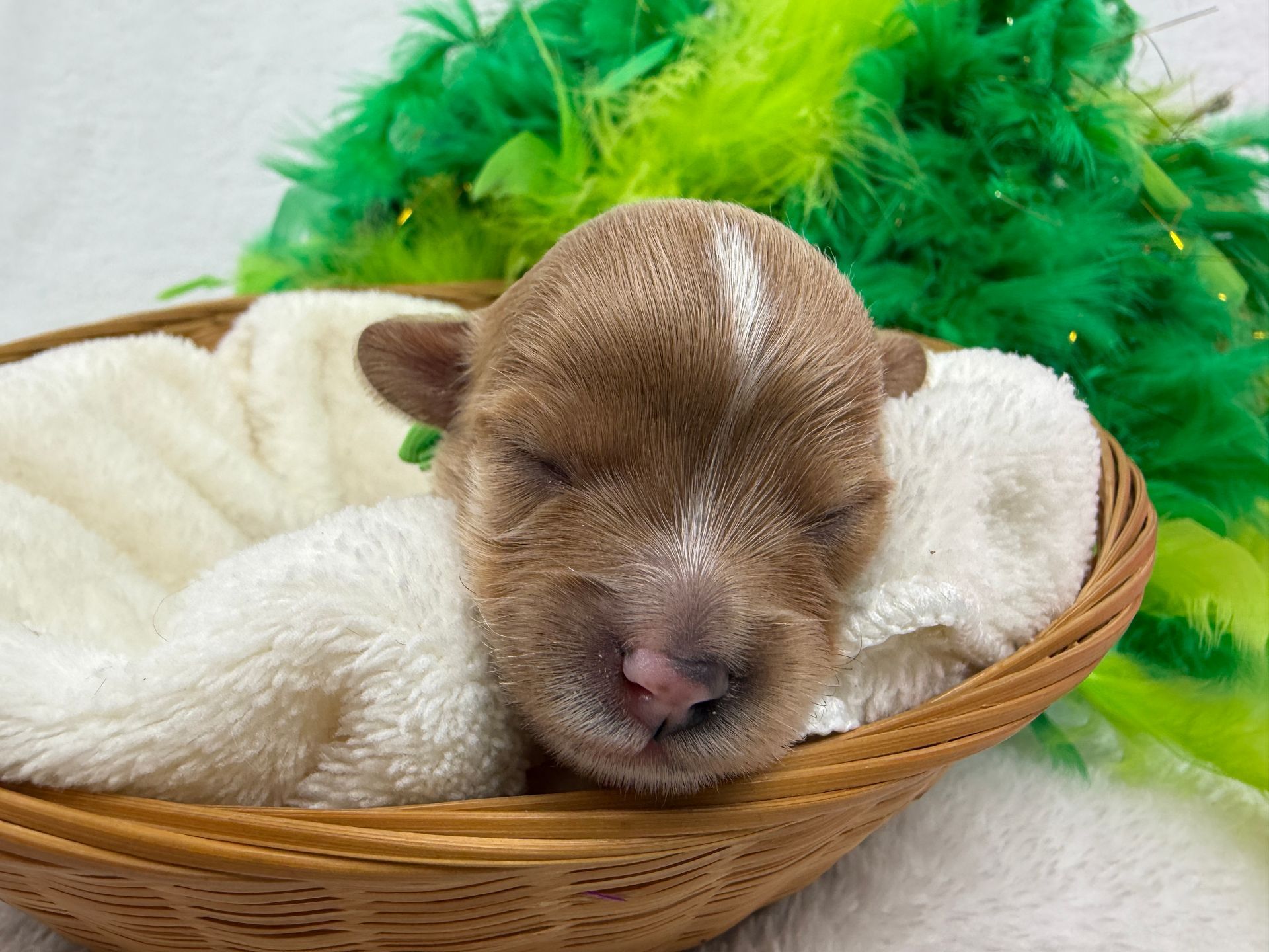 Cavapoo puppies for sale Fort Worth Texas breeder listings