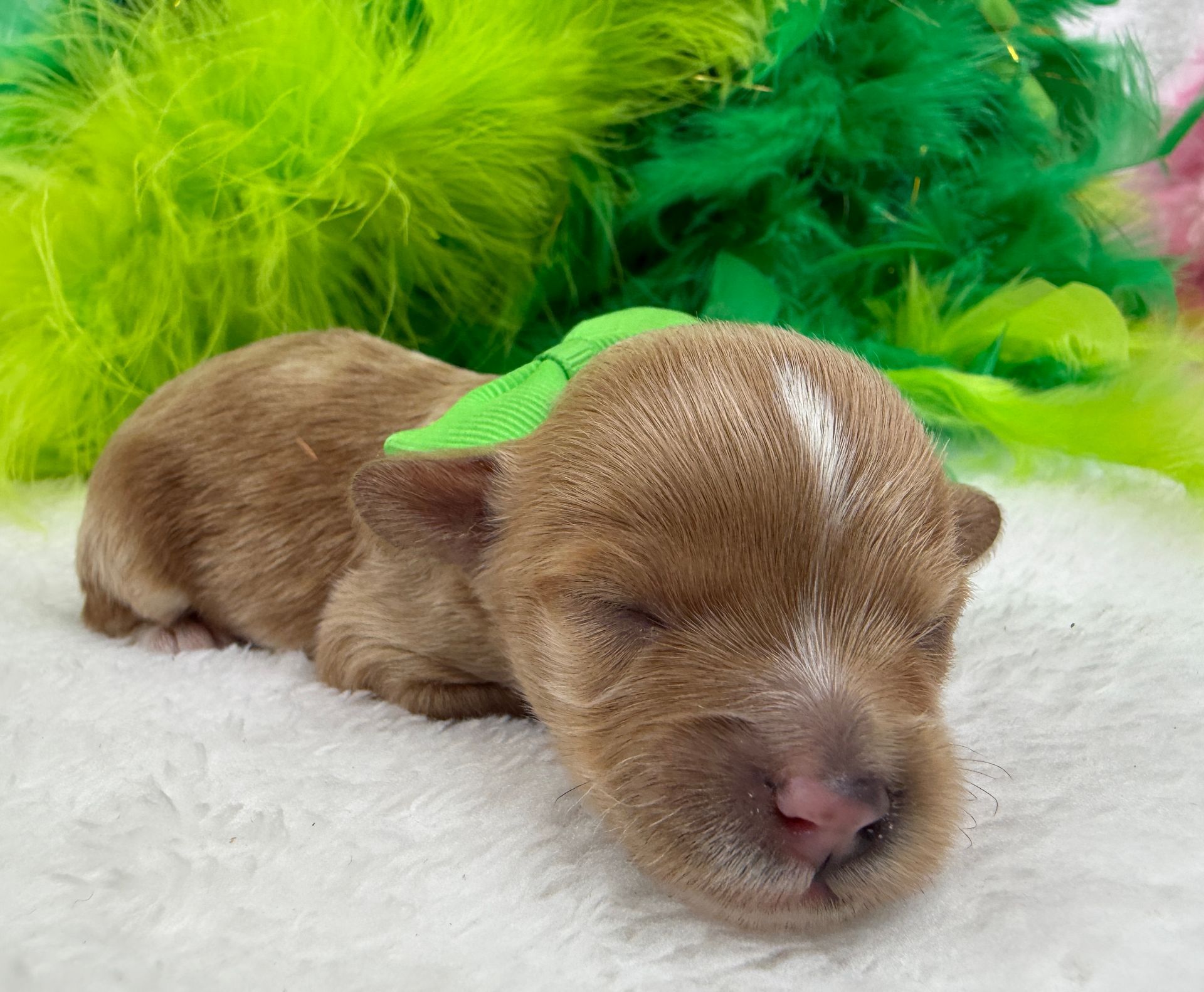 Cavapoo puppies for sale near tyler Texas
