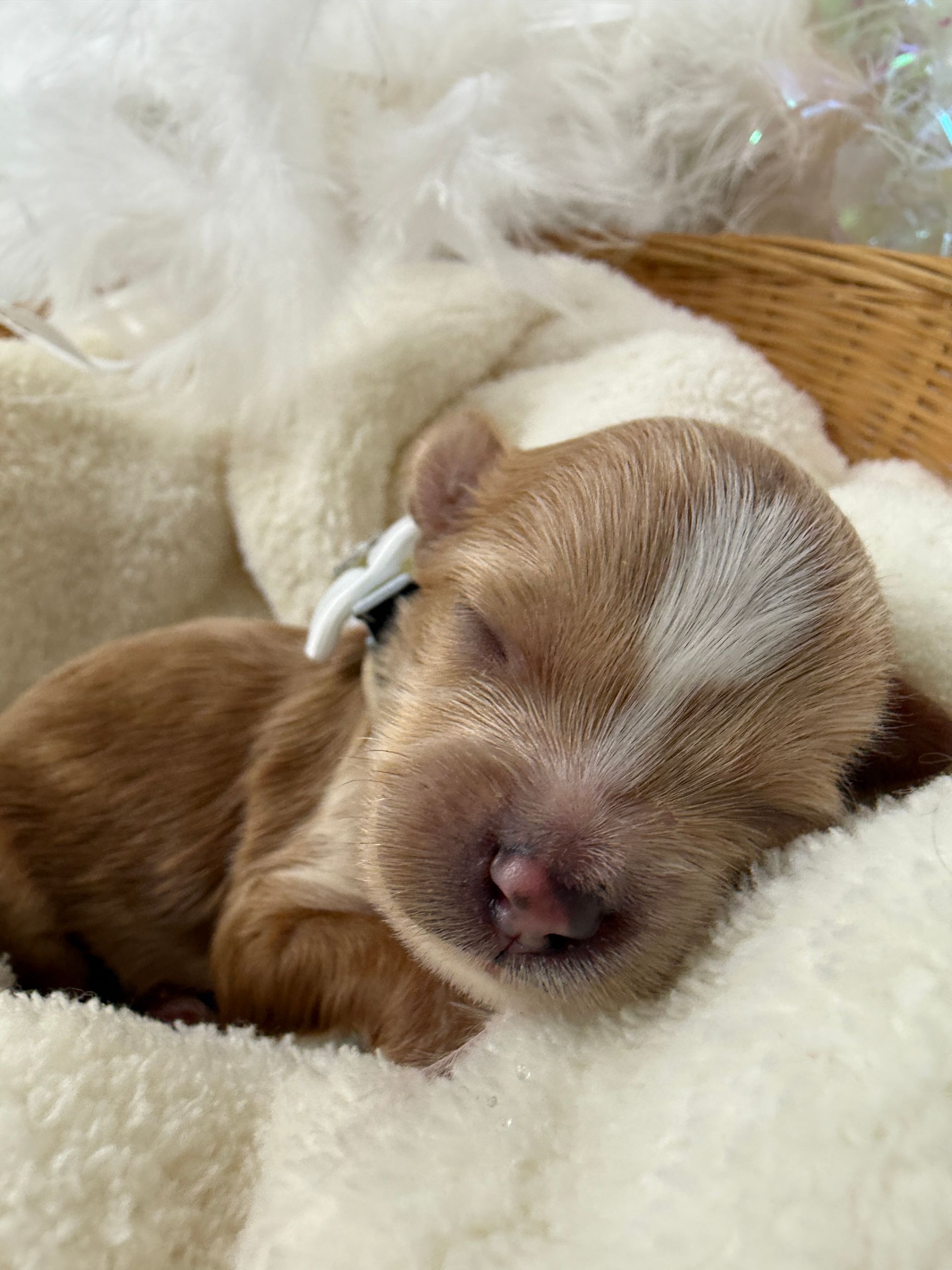 Cavapoo puppies for sale near tyler Texas