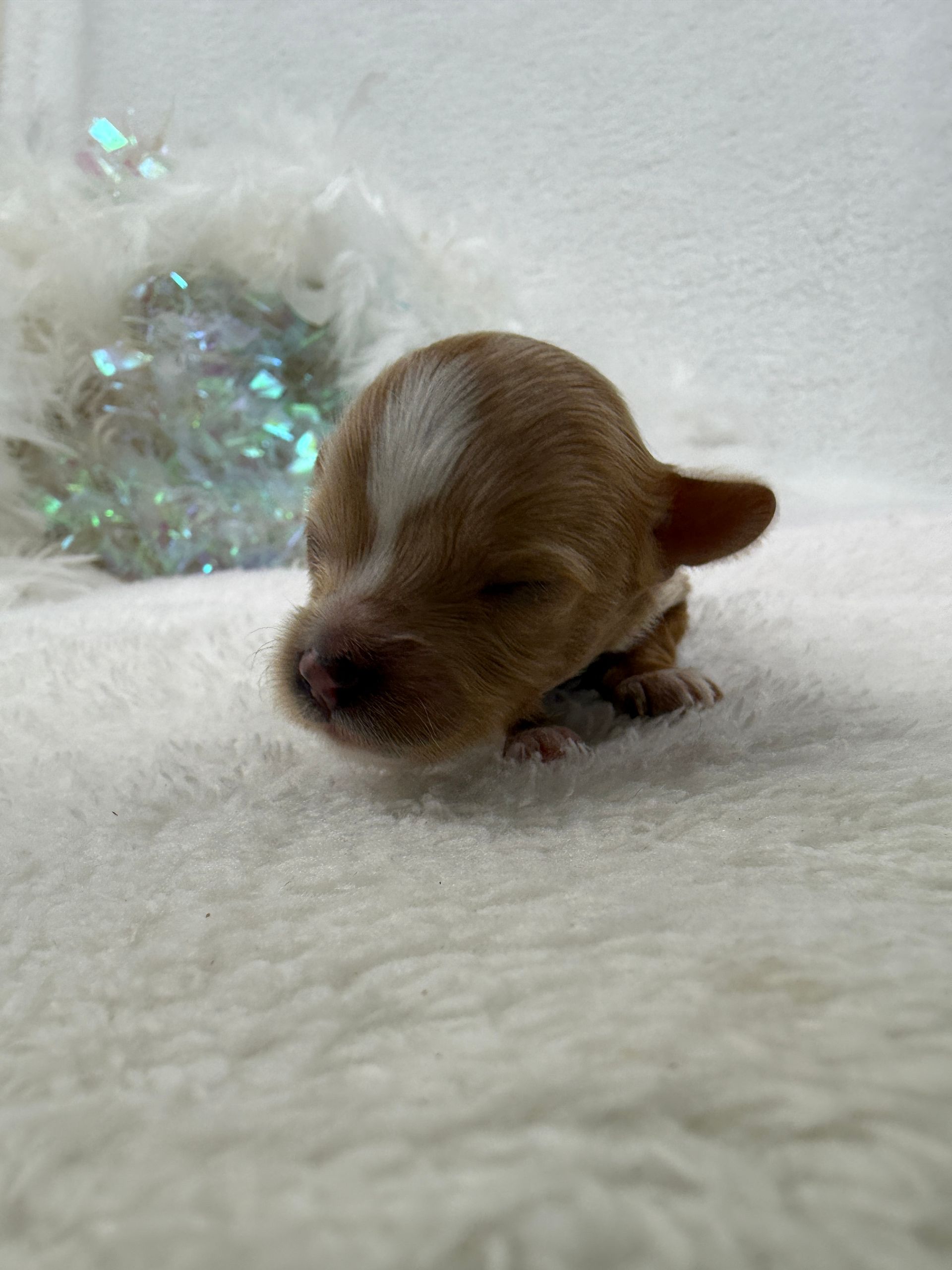 Cavapoo puppies for sale Fort Worth Texas breeder listings
