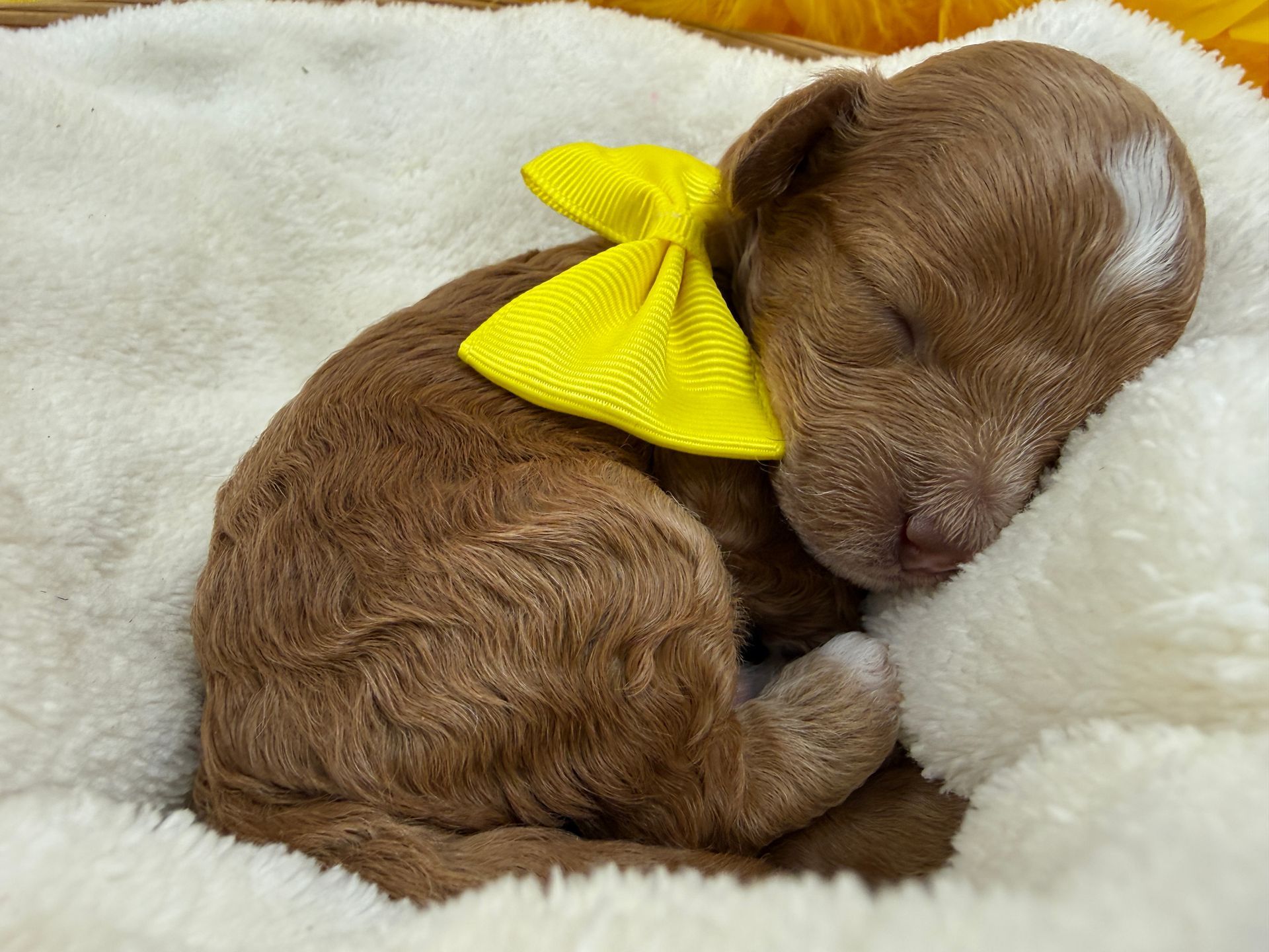 Cavapoo puppies for sale near tyler Texas