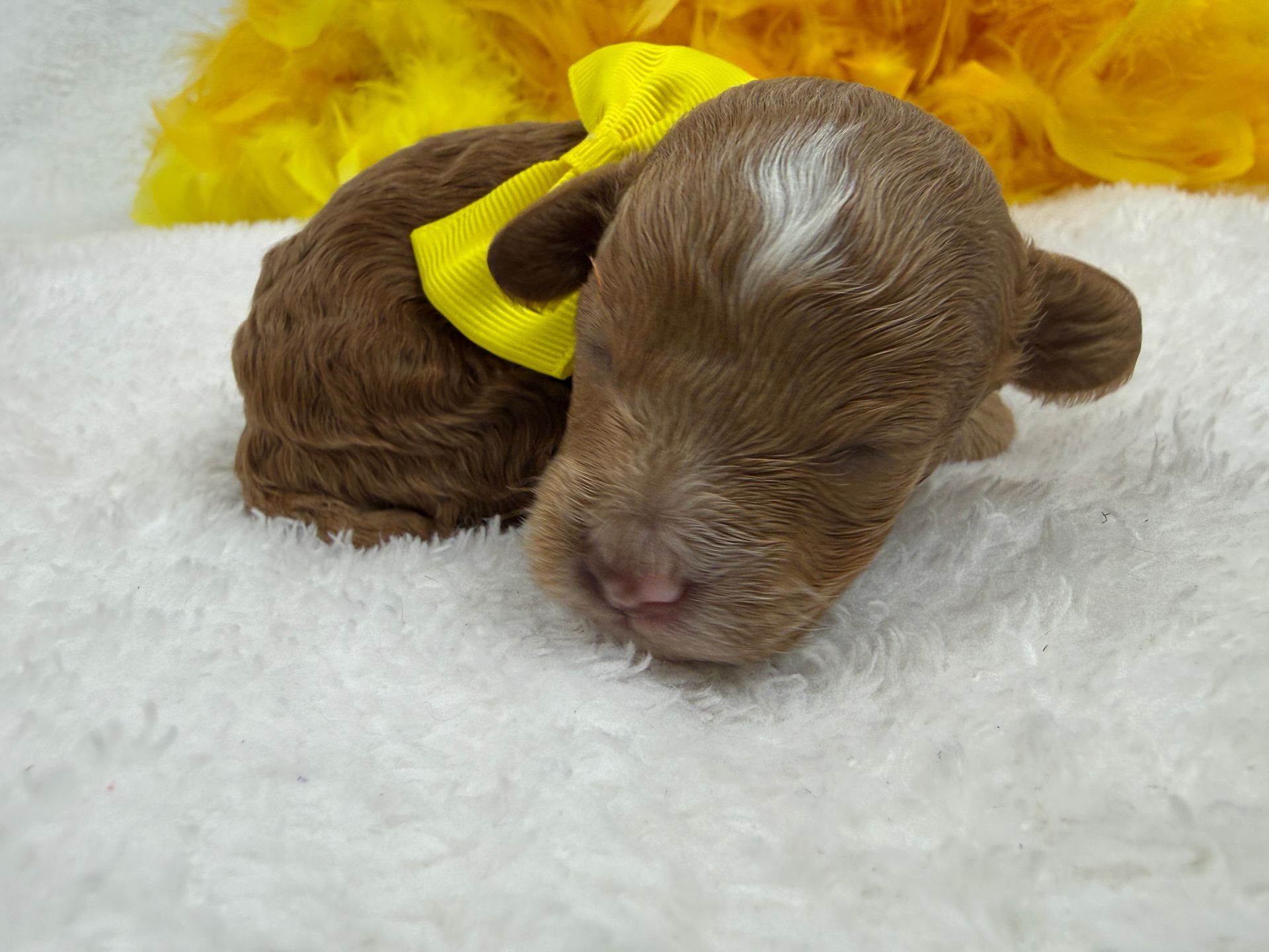 Cavapoo puppies for sale Fort Worth Texas breeder listings