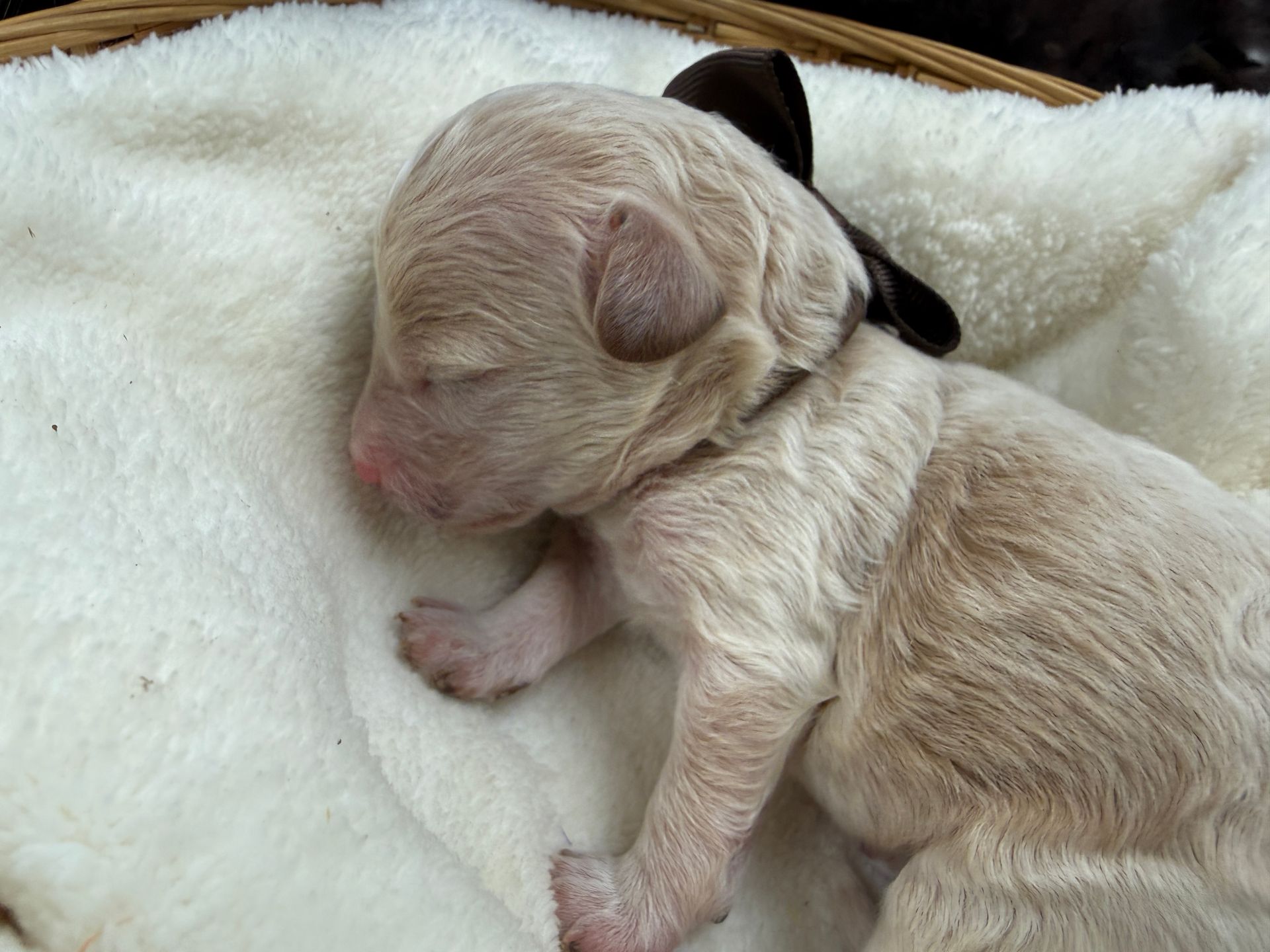 Cavapoo puppies for sale near tyler Texas