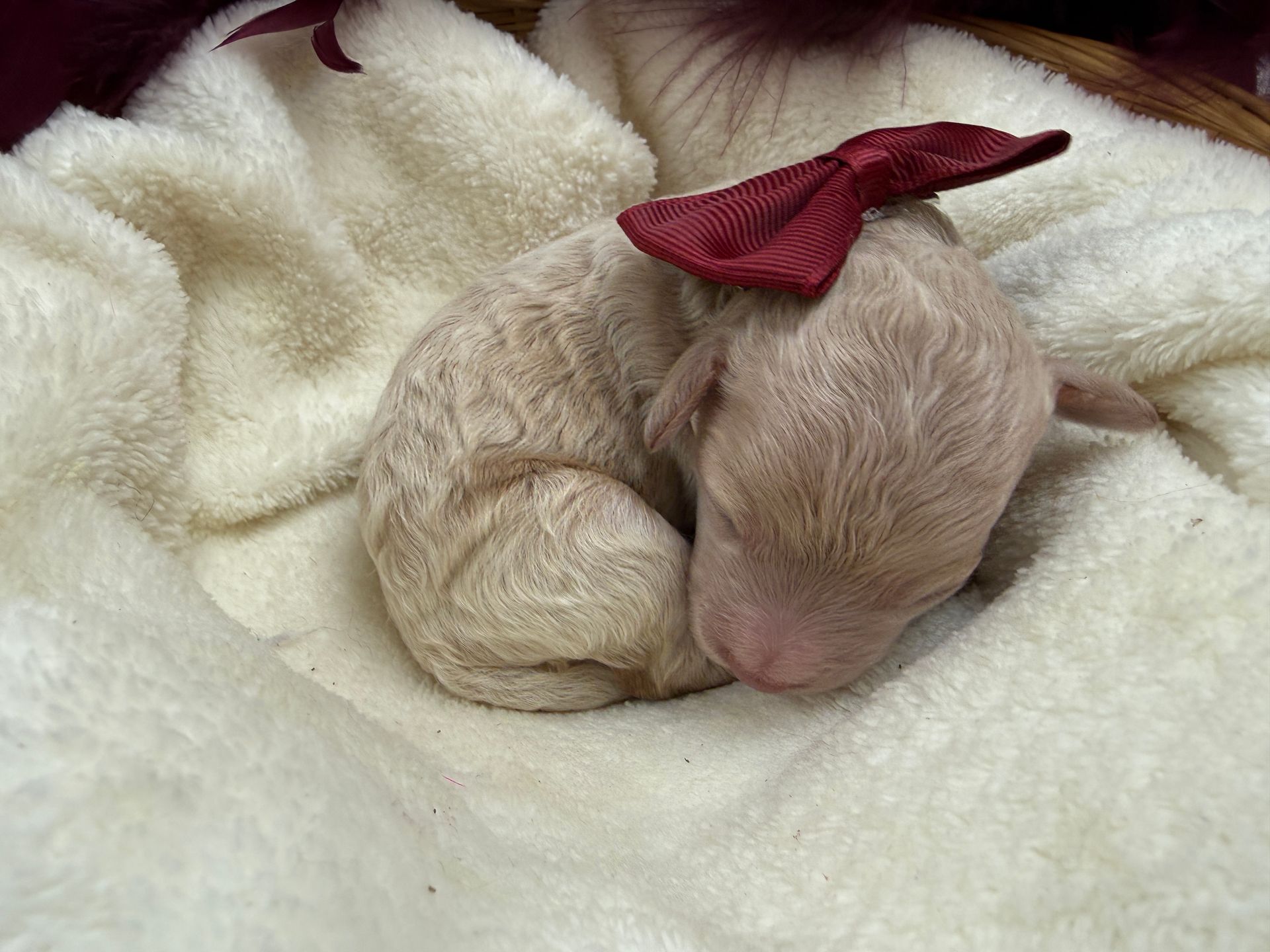 Cavapoo puppies for sale Fort Worth Texas breeder listings
