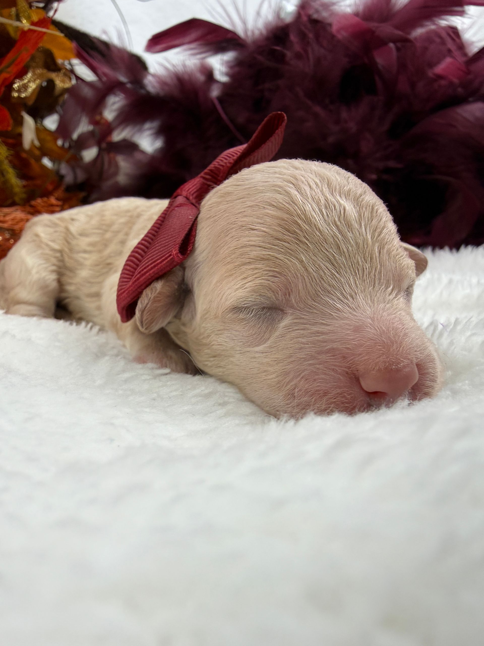 Cavapoo puppies for sale near tyler Texas