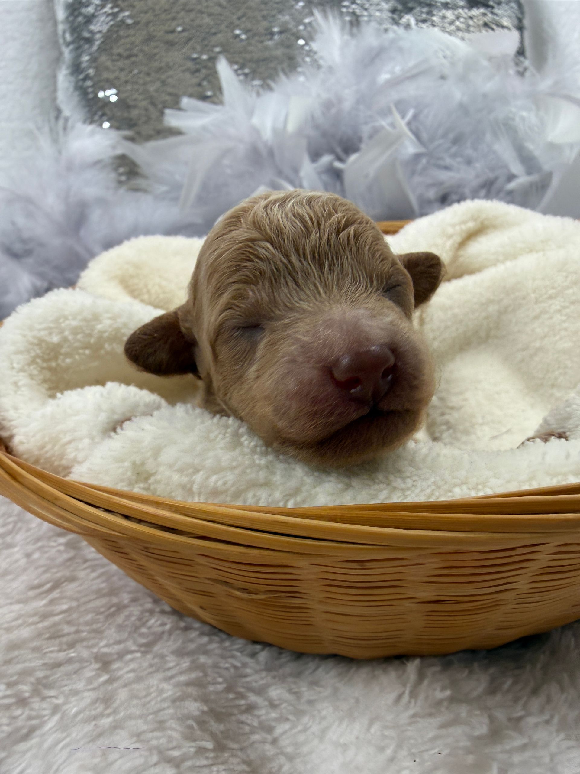 Cavapoo puppies for sale Fort Worth Texas breeder listings
