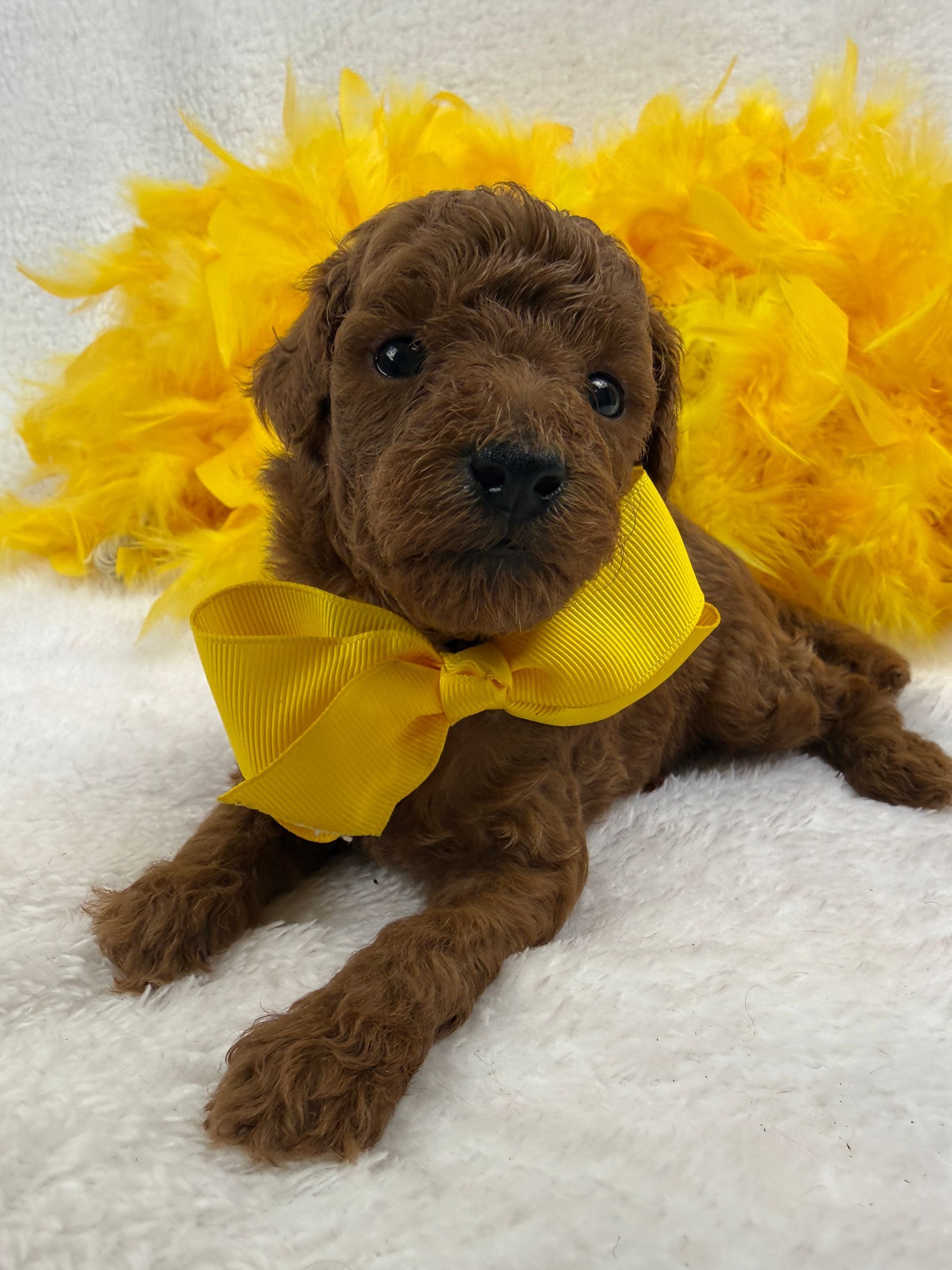 Cavapoo puppies for sale near tyler Texas