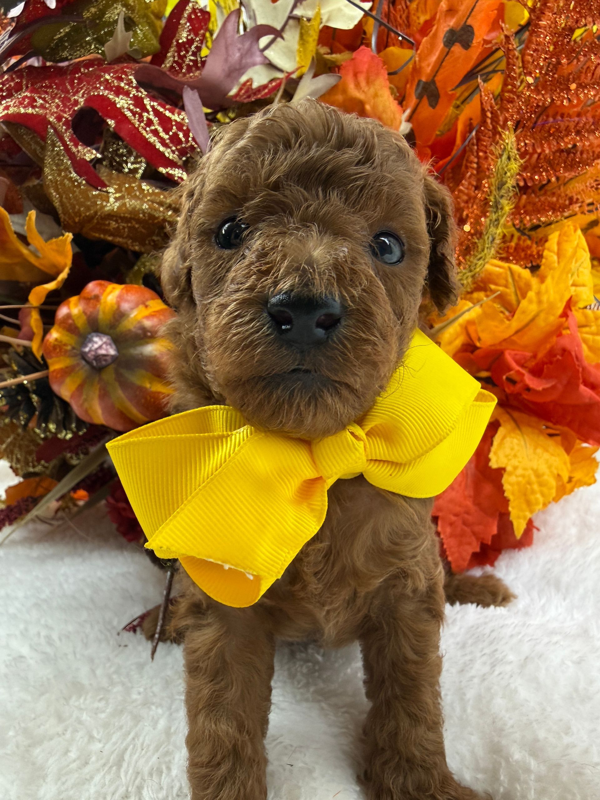 Cavapoo puppies for sale Fort Worth Texas breeder listings