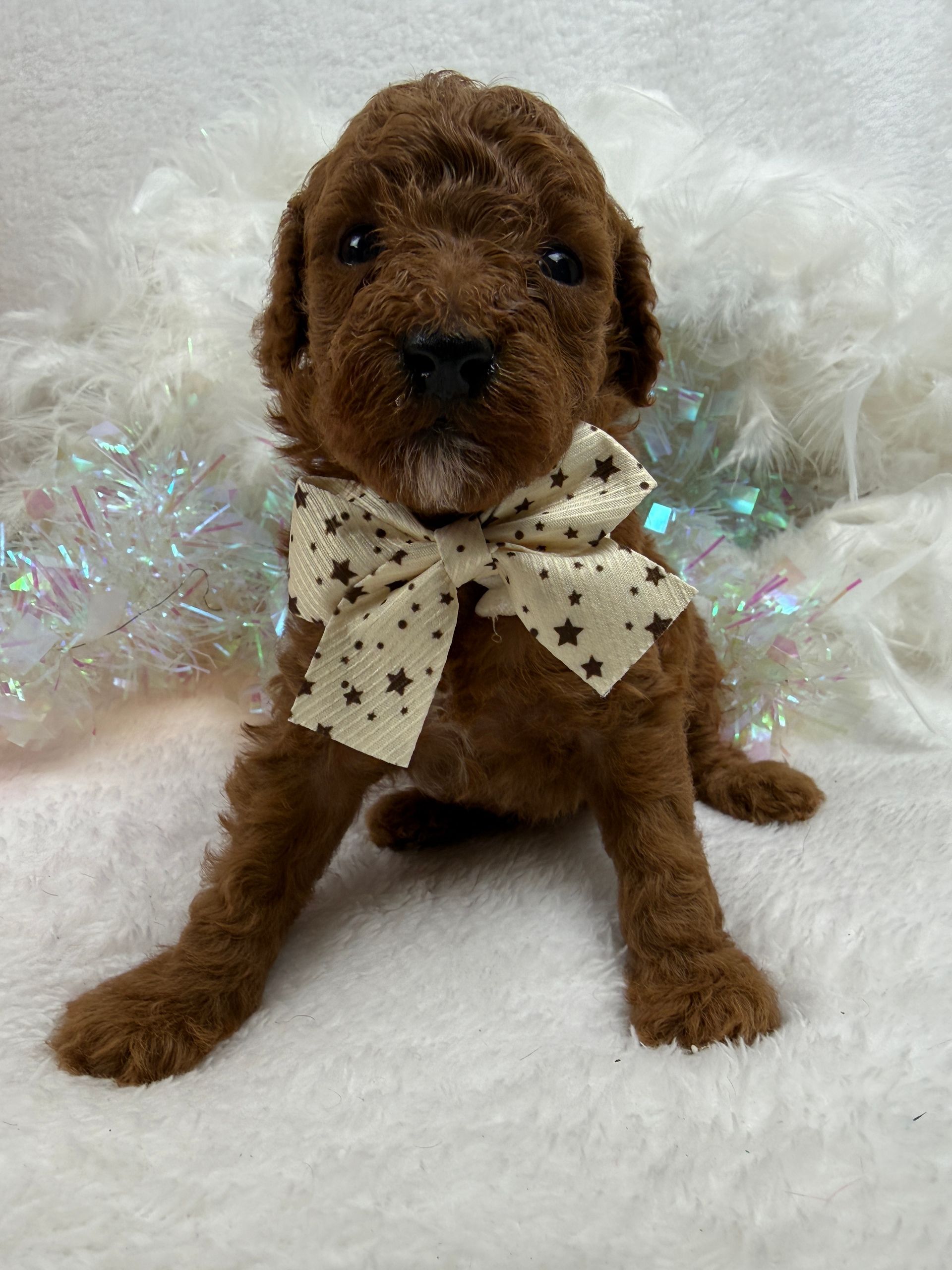 Cavapoo puppies for sale Fort Worth Texas breeder listings