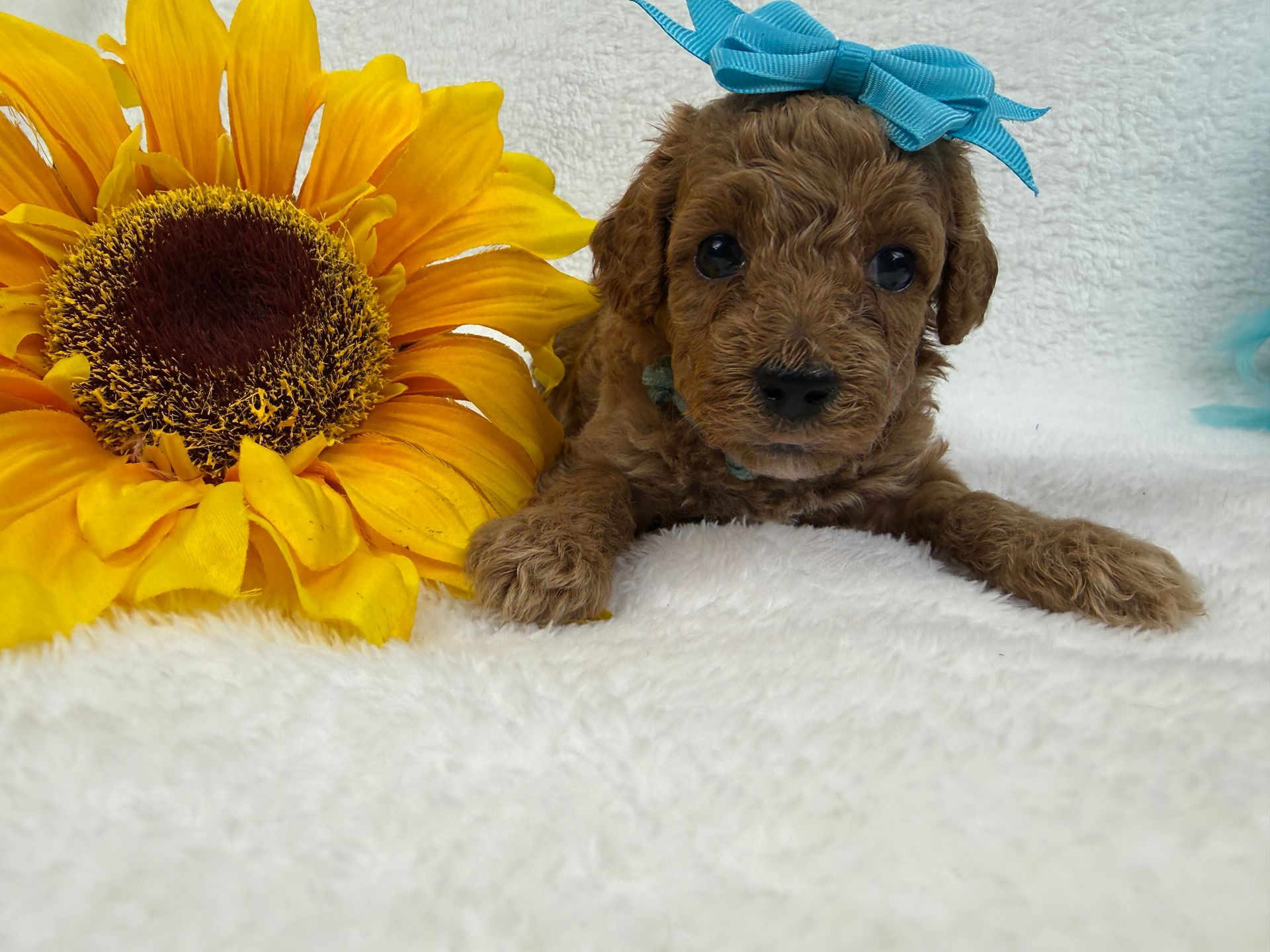 Cavapoo puppies for sale Fort Worth Texas breeder listings