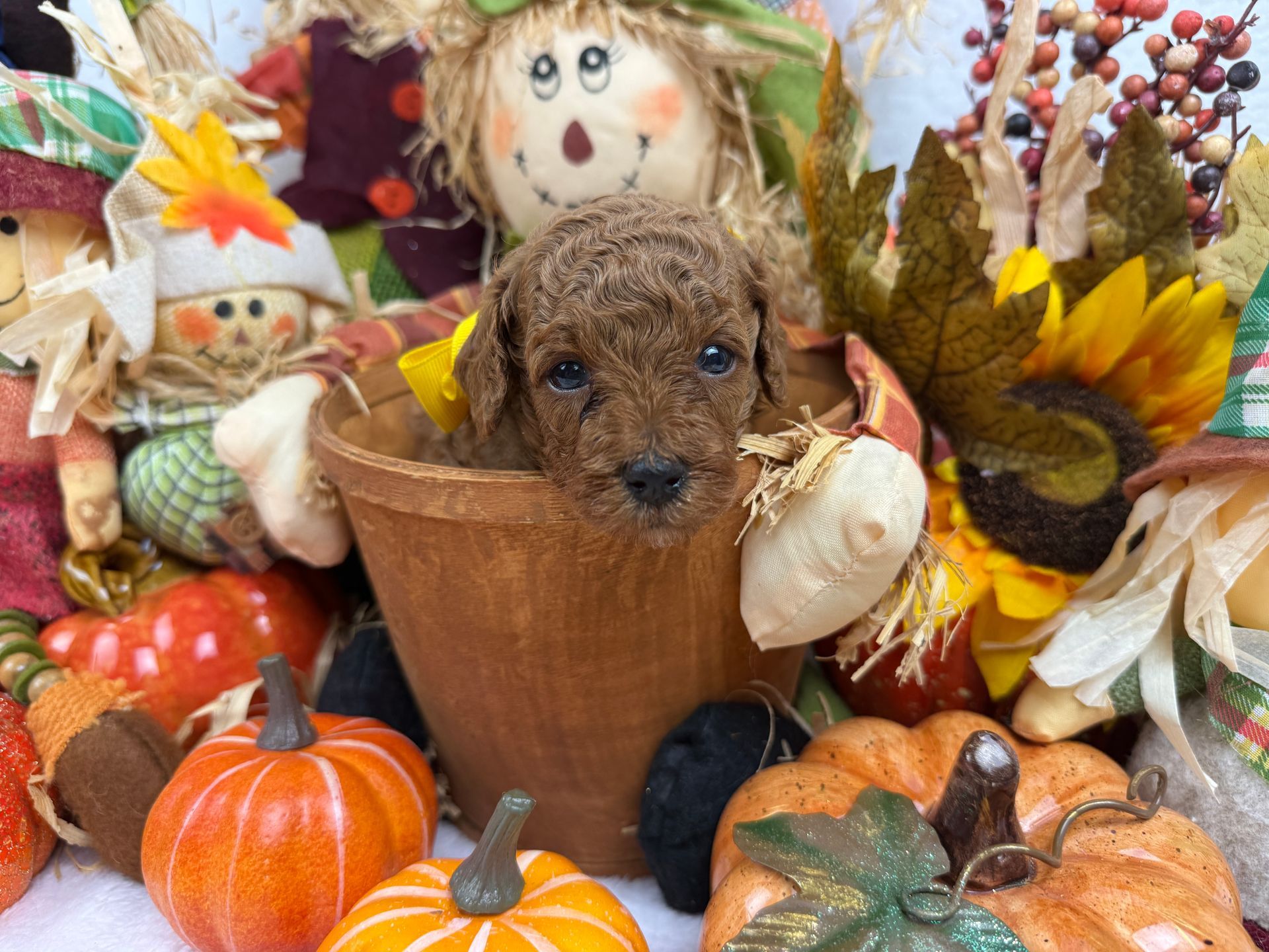 Cavapoo puppies for sale Fort Worth Texas breeder listings