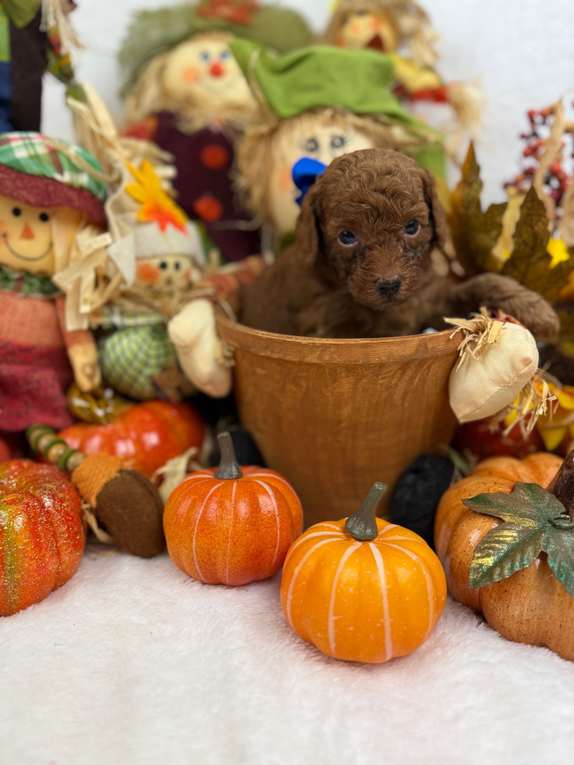 Cavapoo puppies for sale near tyler Texas