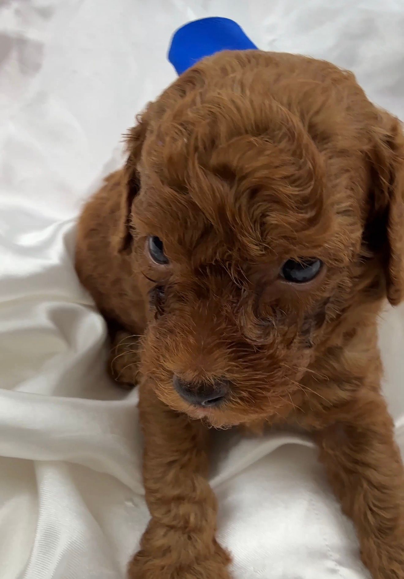 Cavapoo puppies for sale Fort Worth Texas breeder listings