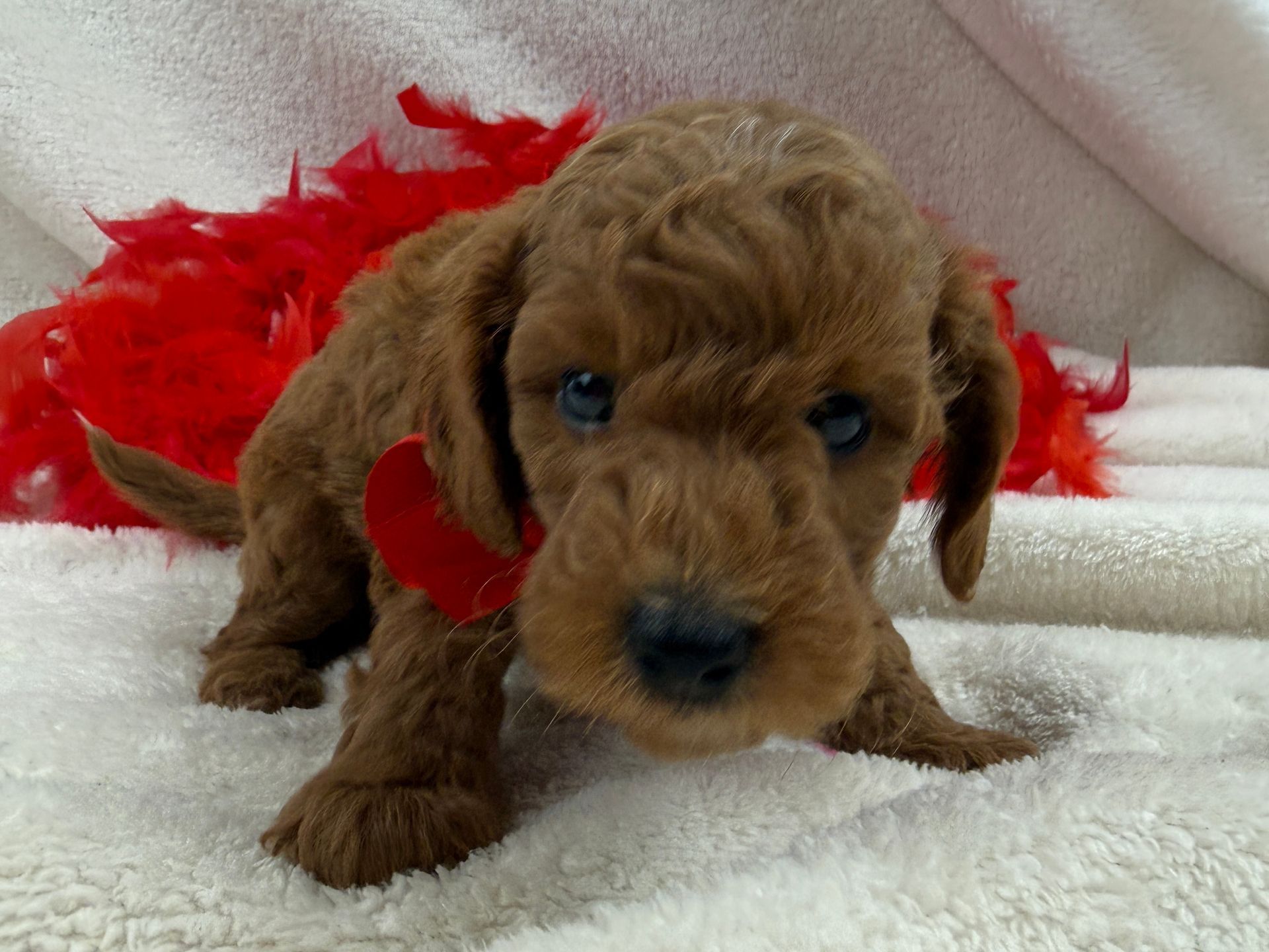 Cavapoo puppies for sale Fort Worth Texas breeder listings