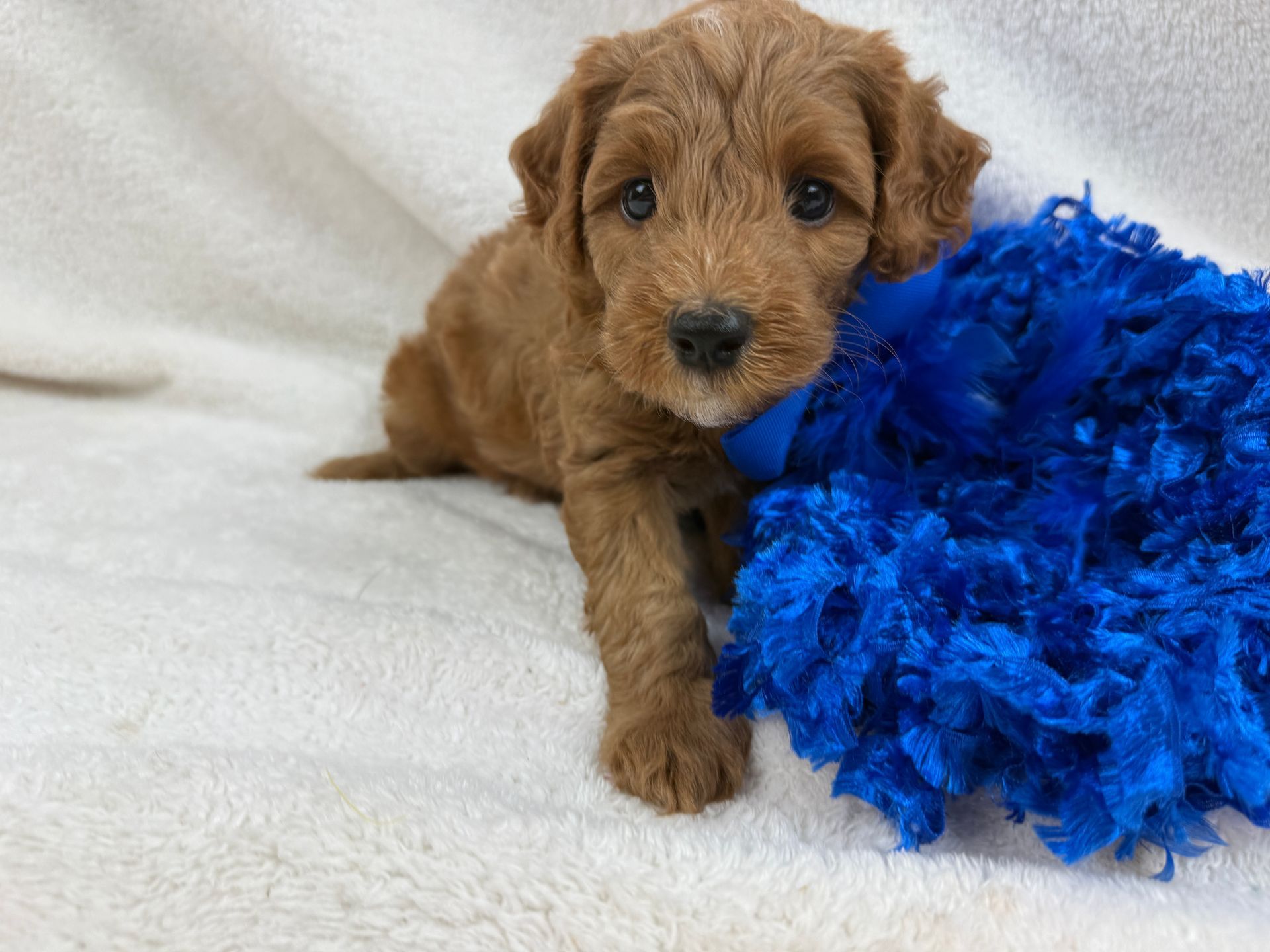 Cavapoo puppies for sale near tyler Texas