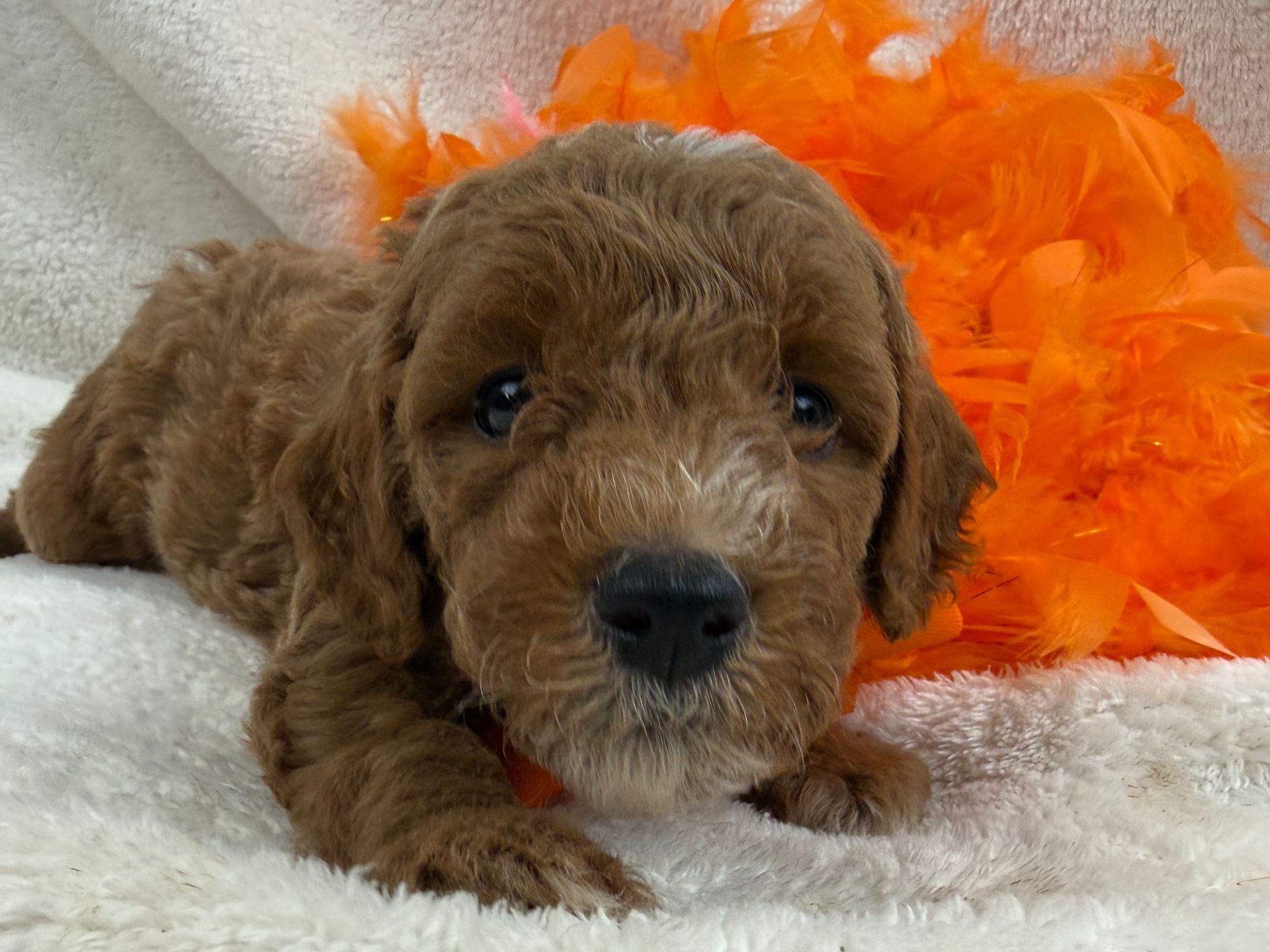 Cavapoo puppies for sale Fort Worth Texas breeder listings