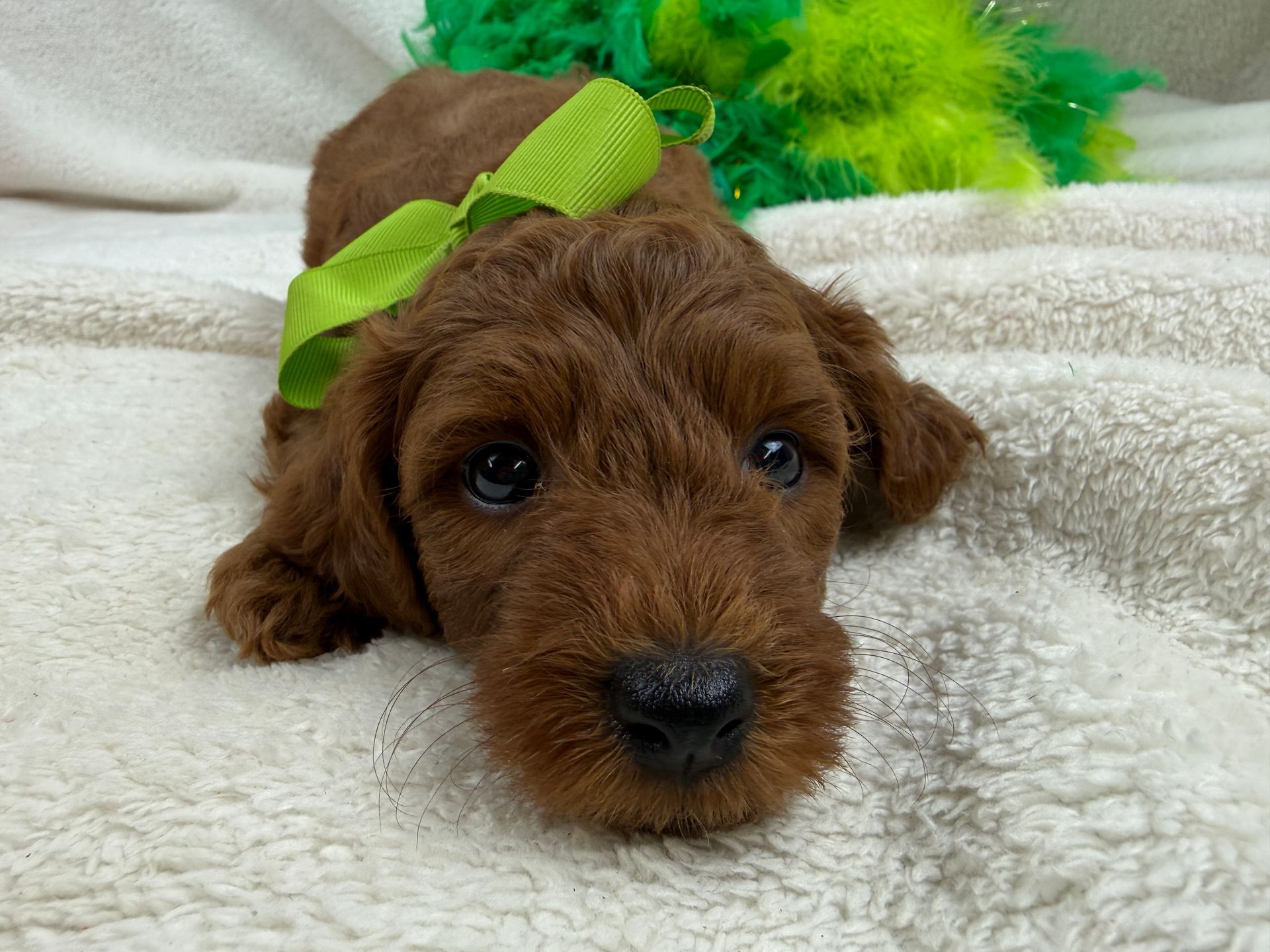 Cavapoo puppies for sale near tyler Texas