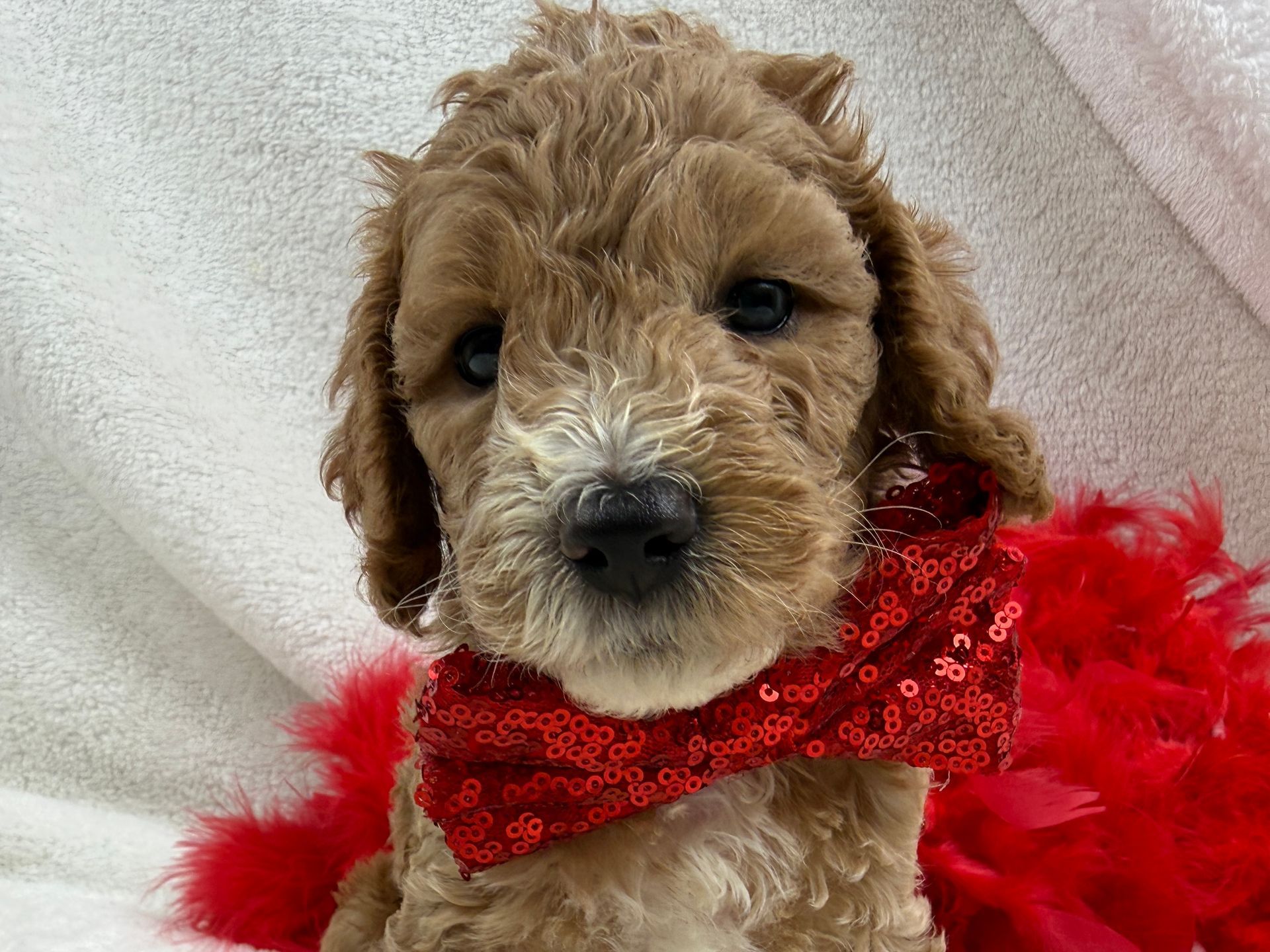 Cavapoo puppies for sale near tyler Texas