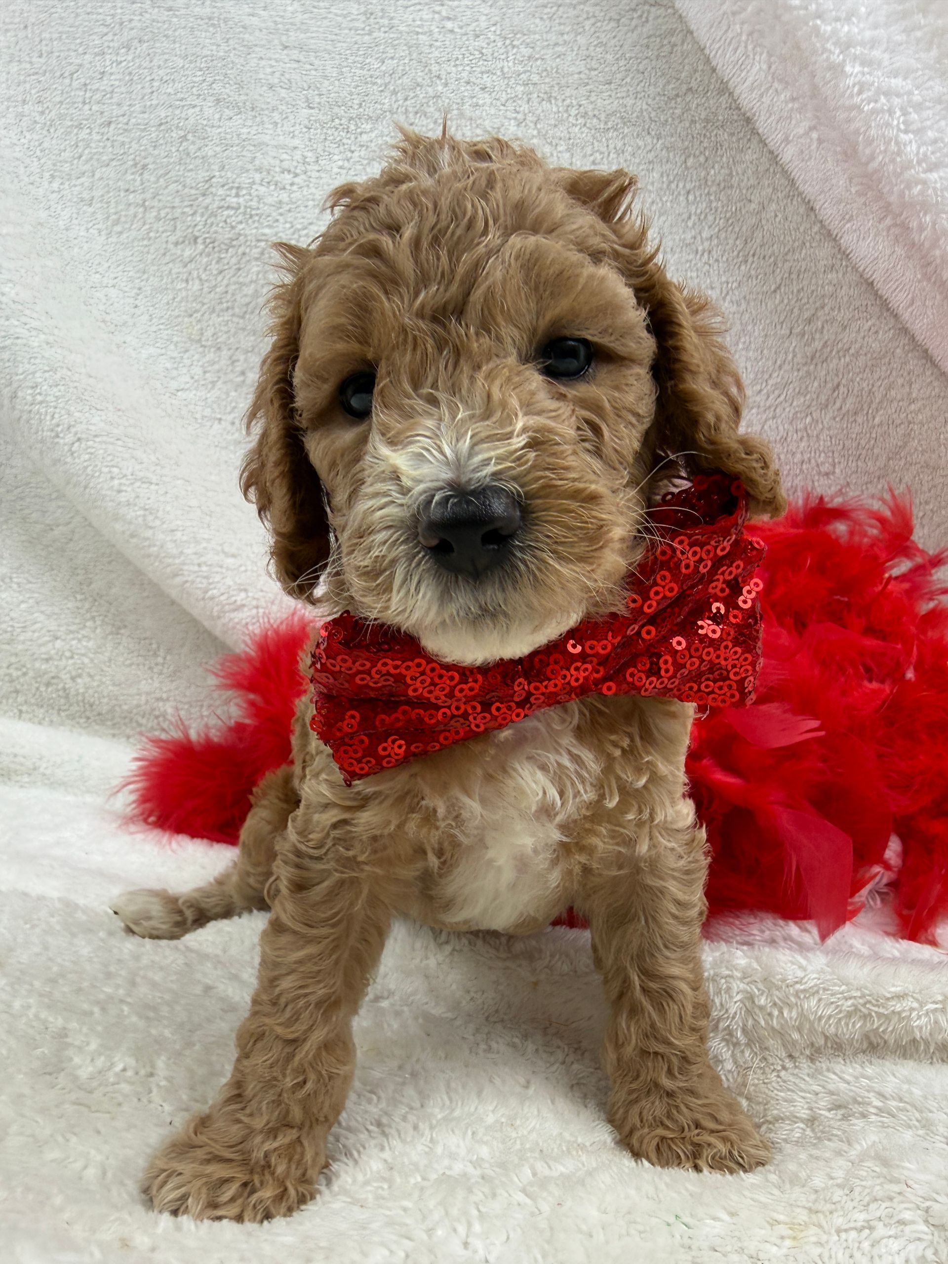 Cavapoo puppies for sale Fort Worth Texas breeder listings