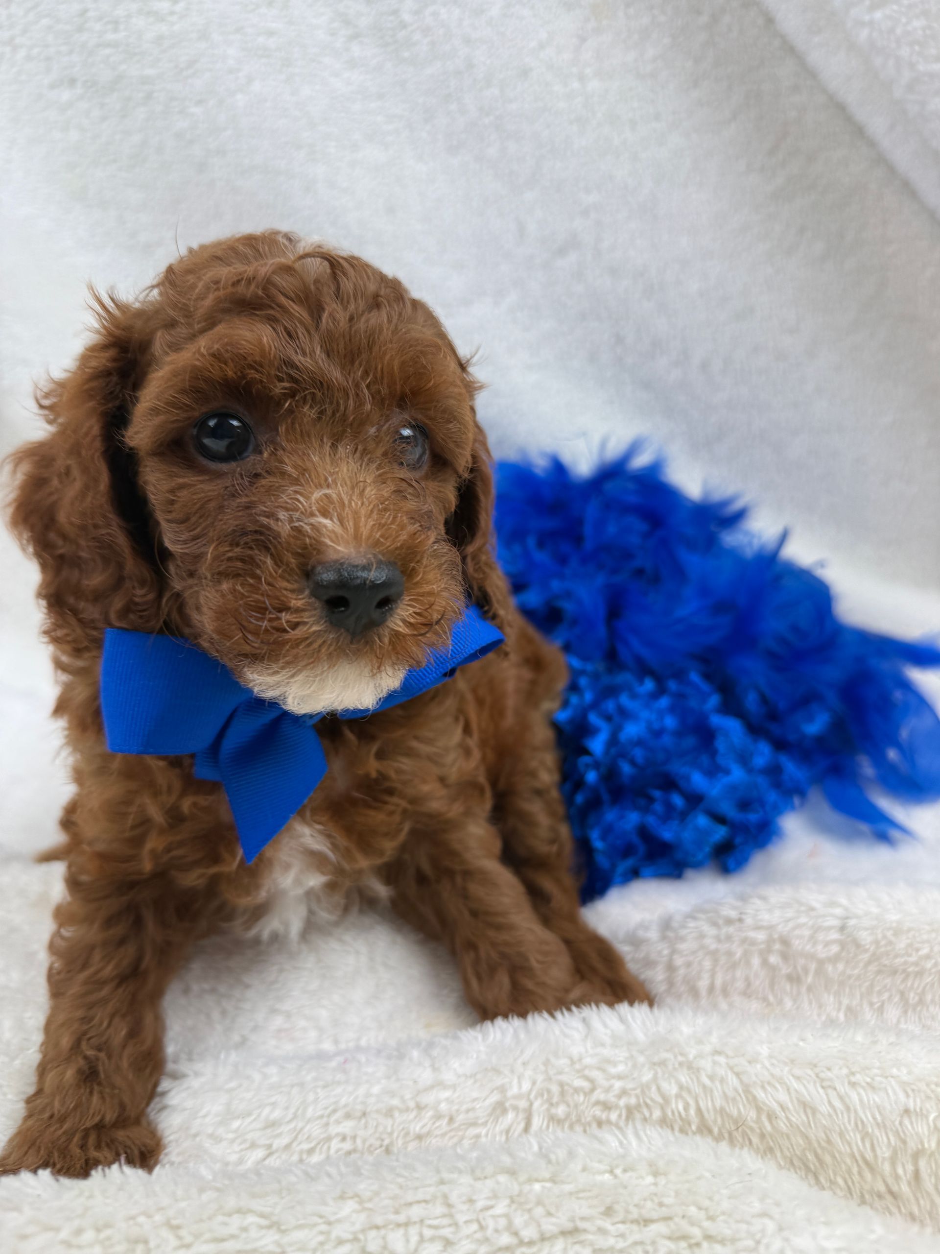 Cavapoo puppies for sale near tyler Texas
