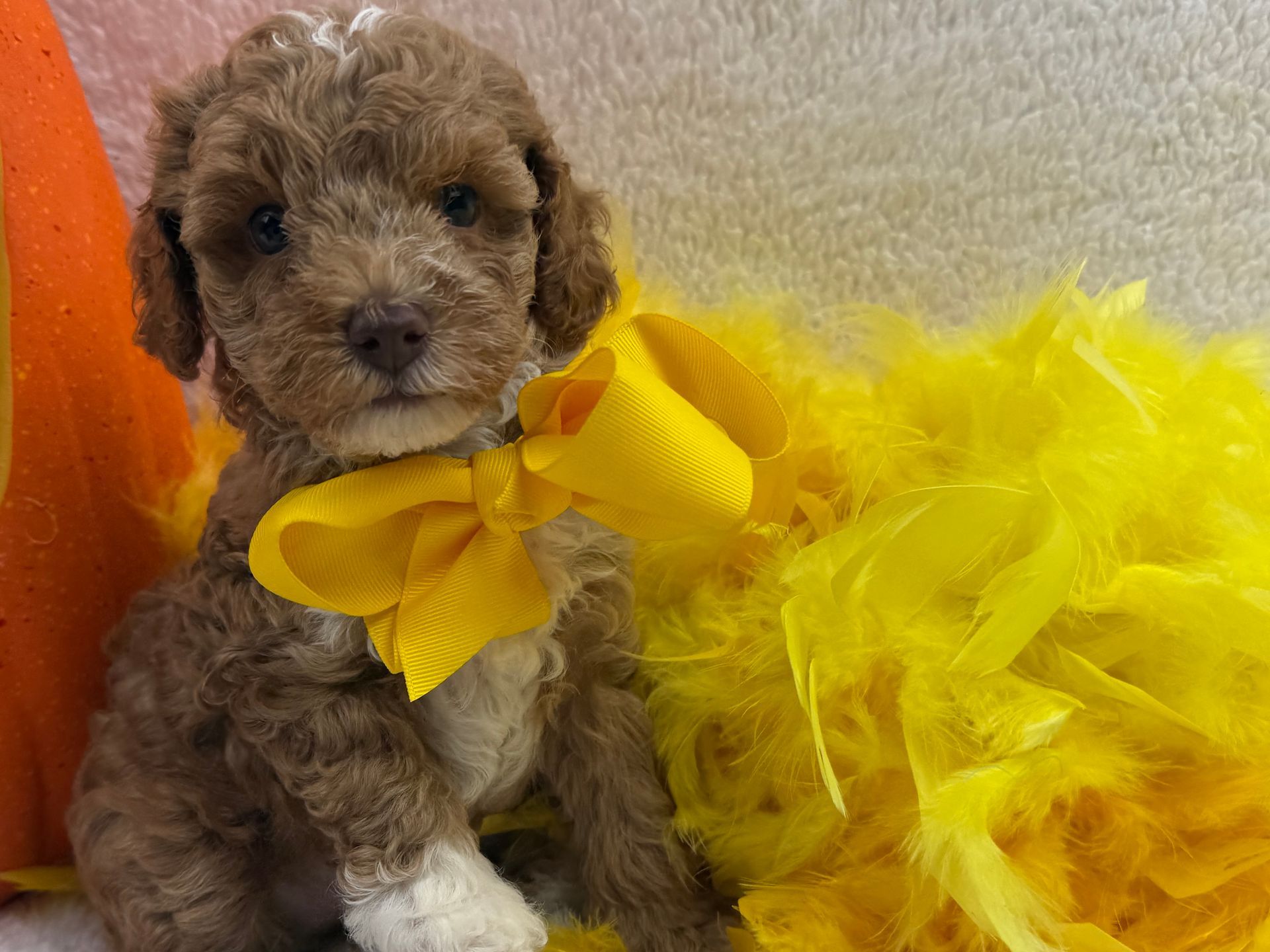 Cavapoo puppies for sale near tyler Texas