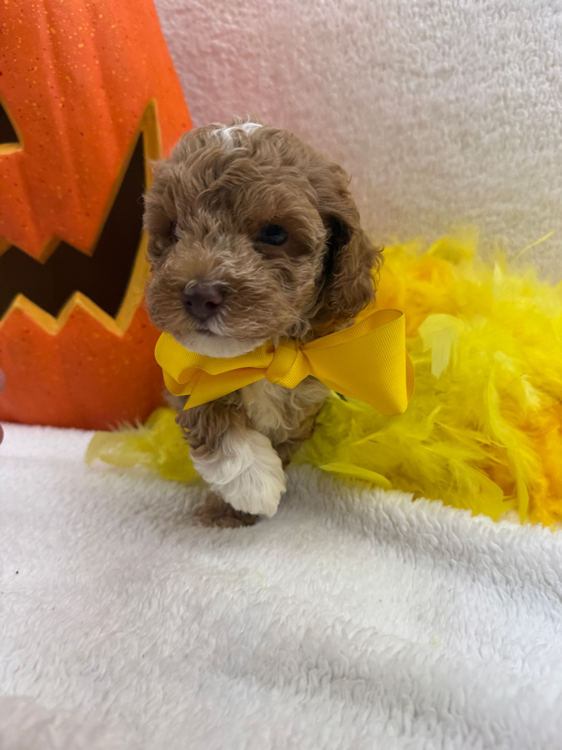 Cavapoo puppies for sale Fort Worth Texas breeder listings