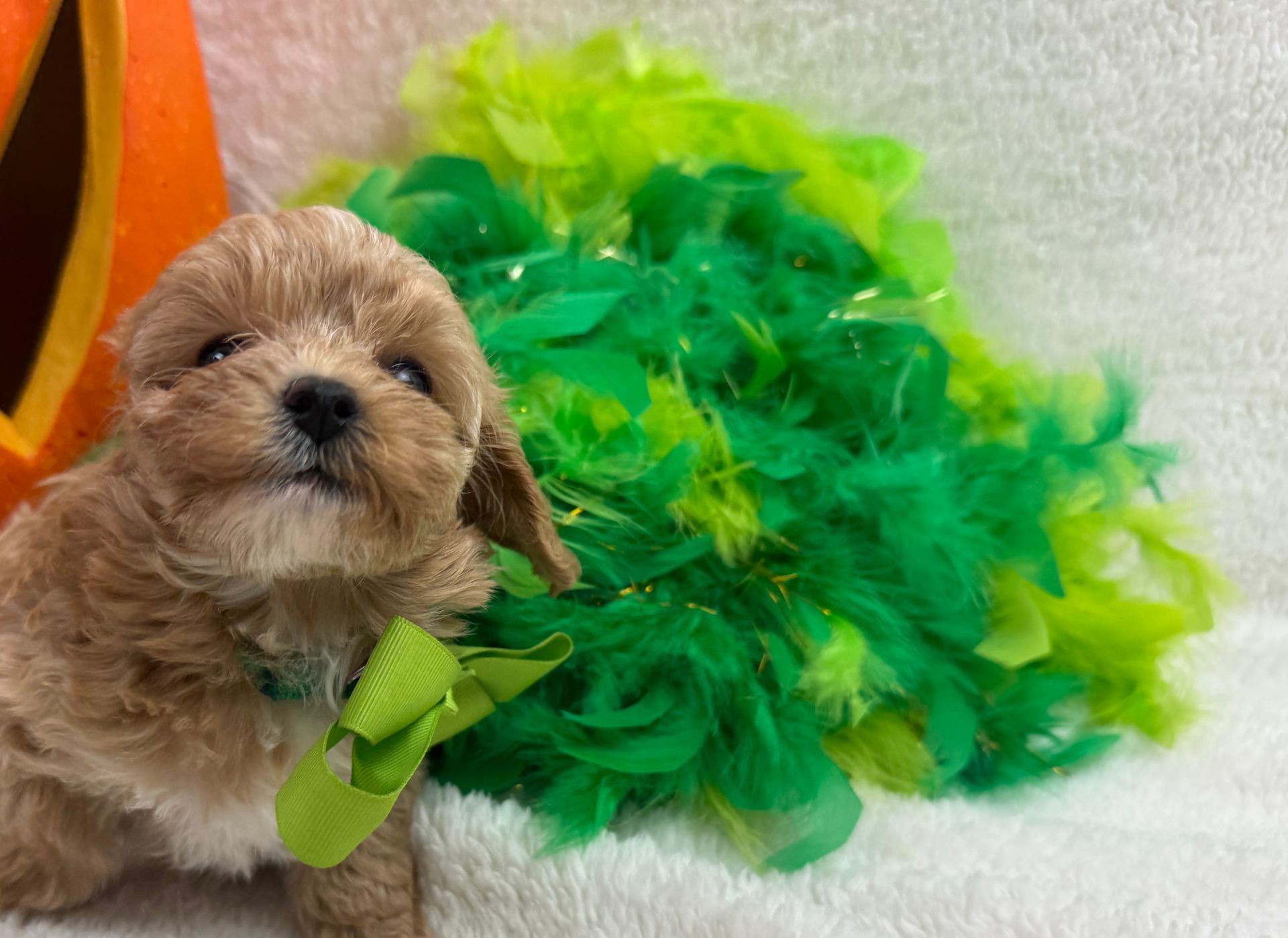 Cavapoo puppies for sale Fort Worth Texas breeder listings