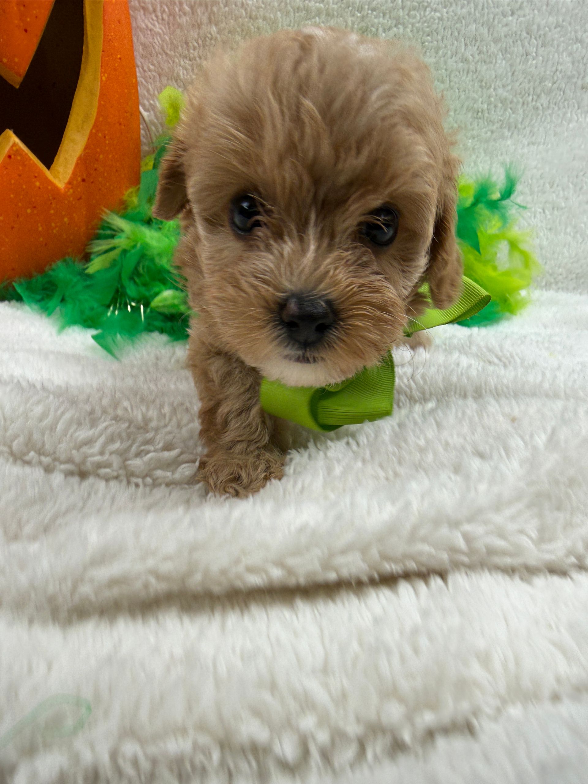 Cavapoo puppies for sale near tyler Texas