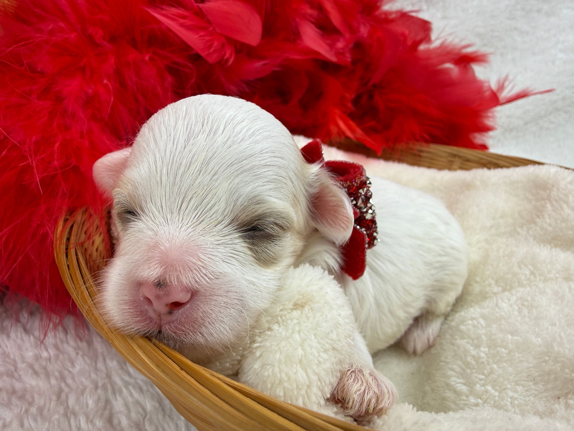 Cavapoo puppies for sale near tyler Texas