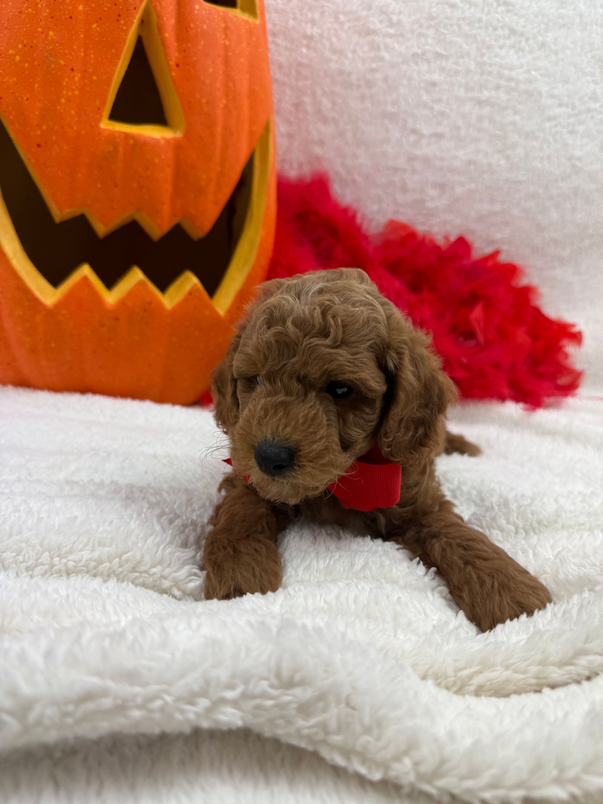 Cavapoo puppies for sale near tyler Texas