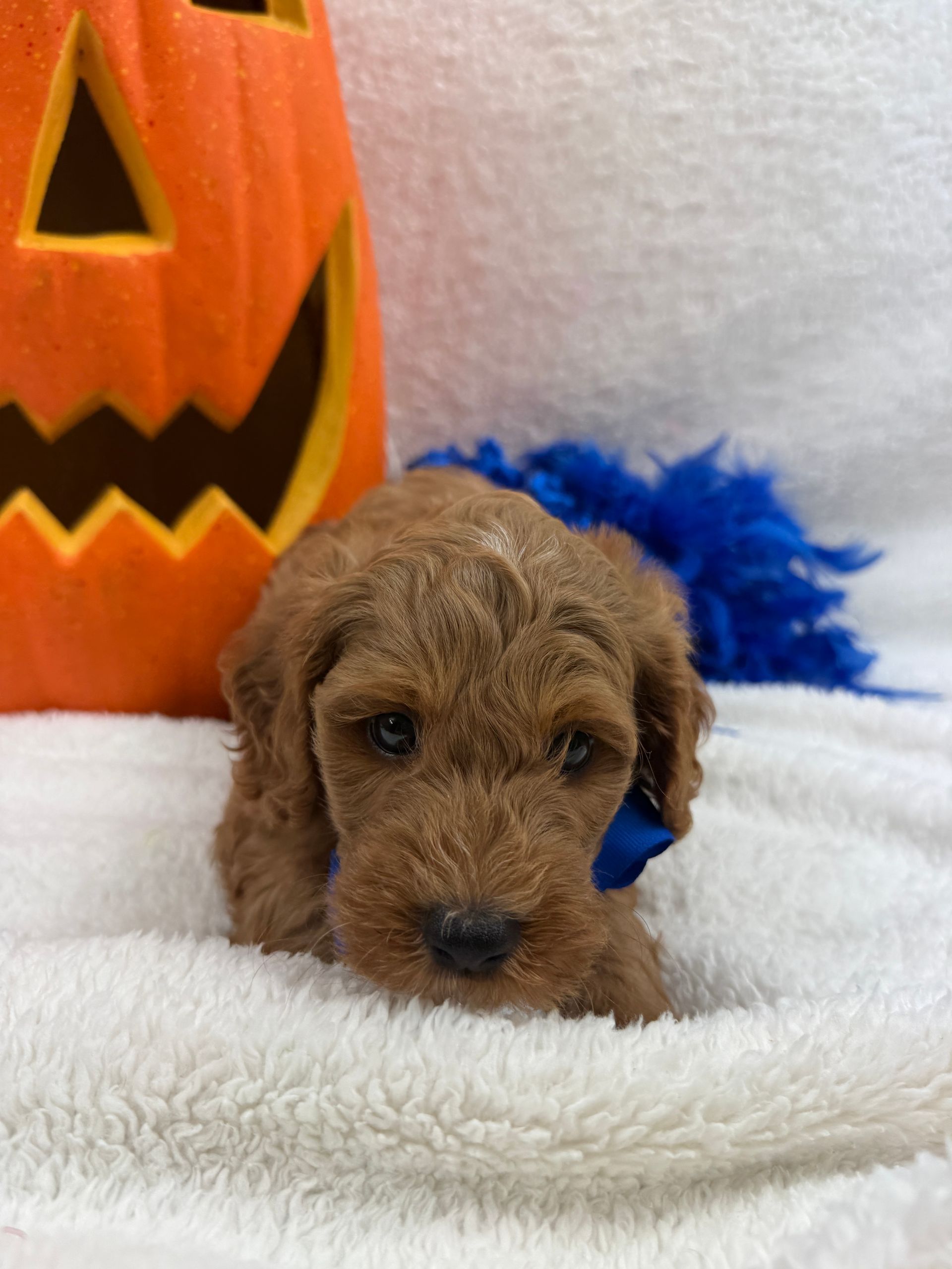 Cavapoo puppies for sale Fort Worth Texas breeder listings