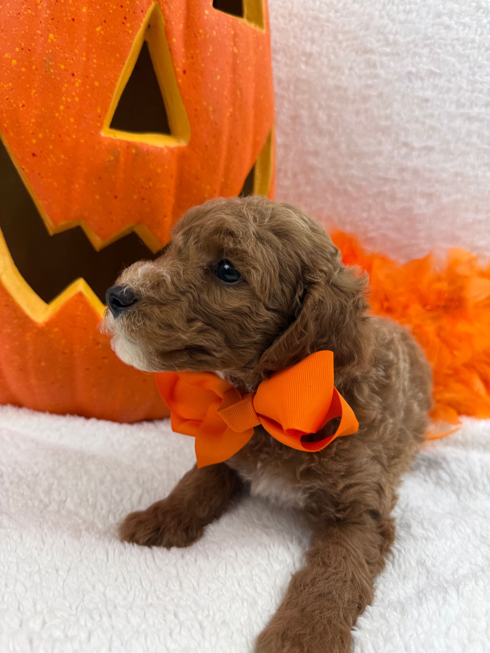 Cavapoo puppies for sale near tyler Texas