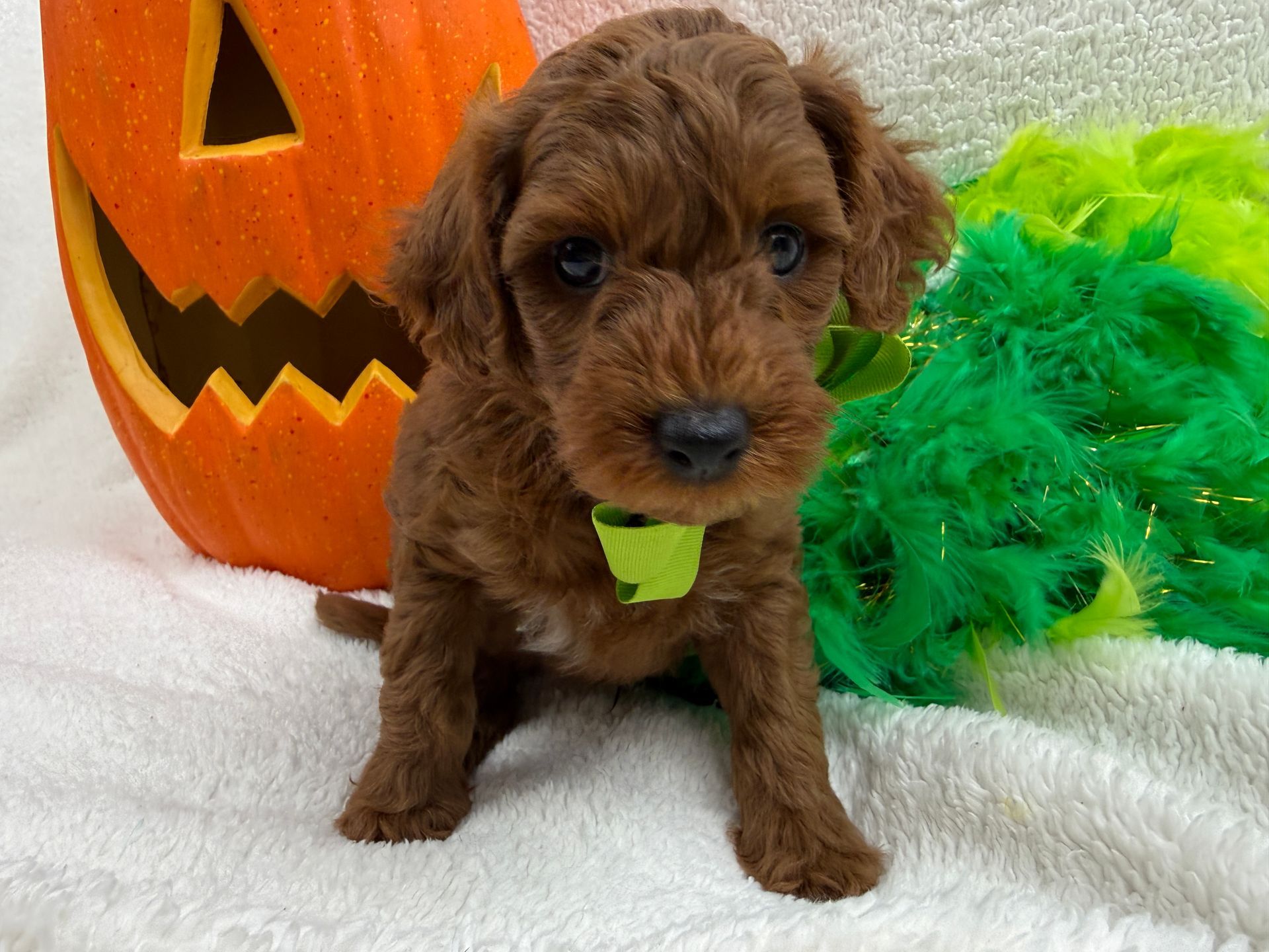 Cavapoo puppies for sale Fort Worth Texas breeder listings