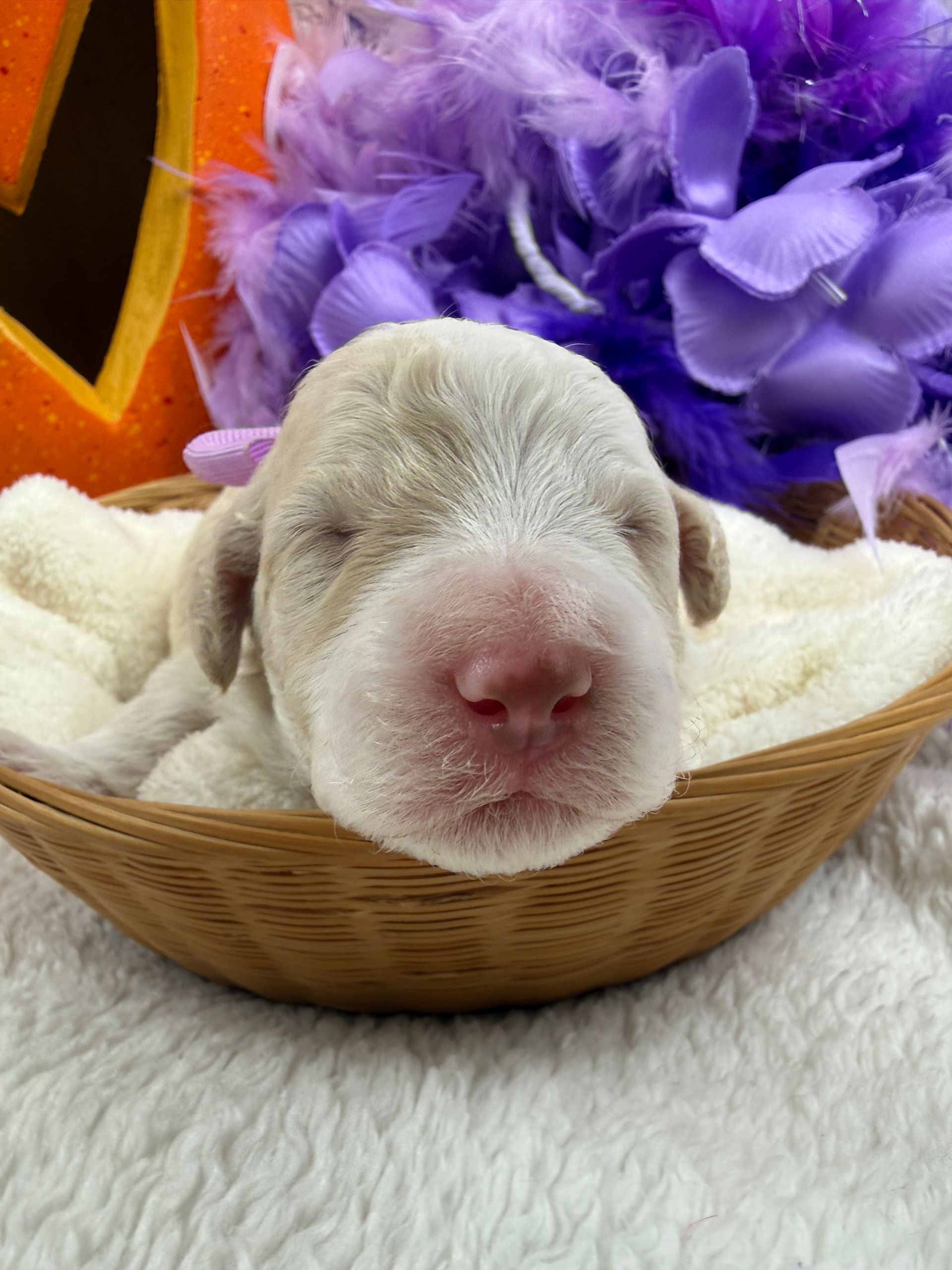 Cavapoo puppies for sale near tyler Texas