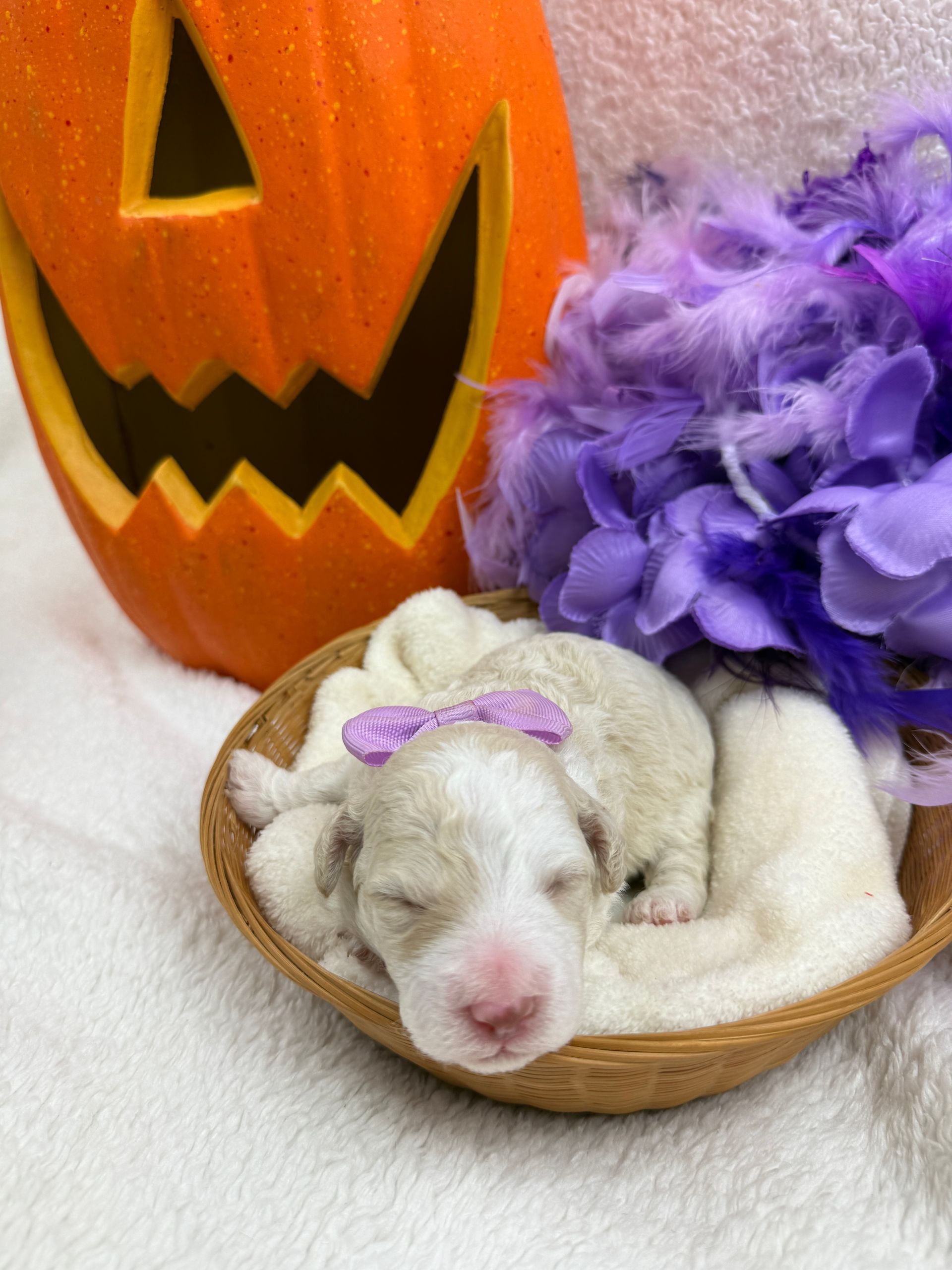 Cavapoo puppies for sale Fort Worth Texas breeder listings