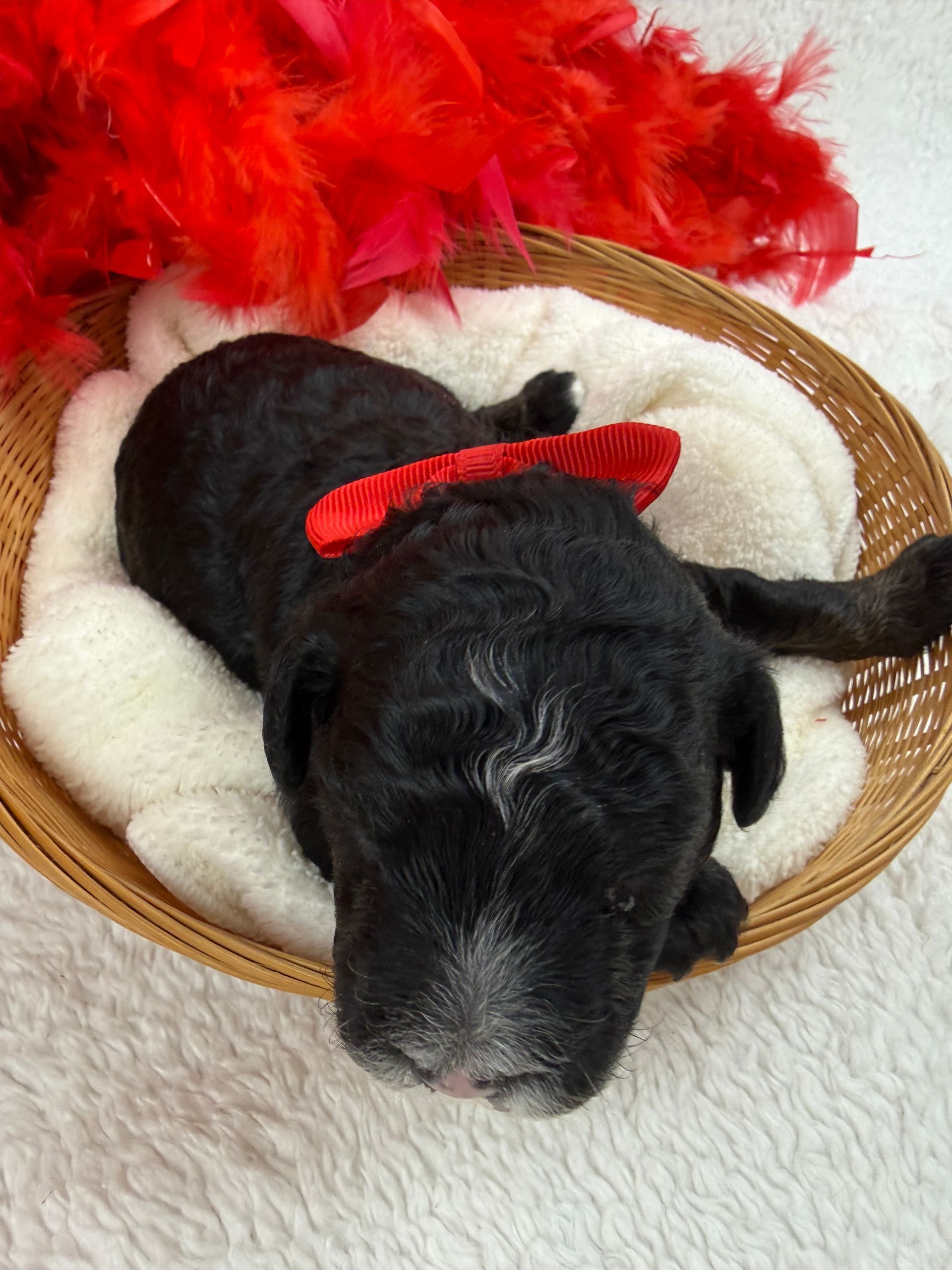 Cavapoo puppies for sale near tyler Texas