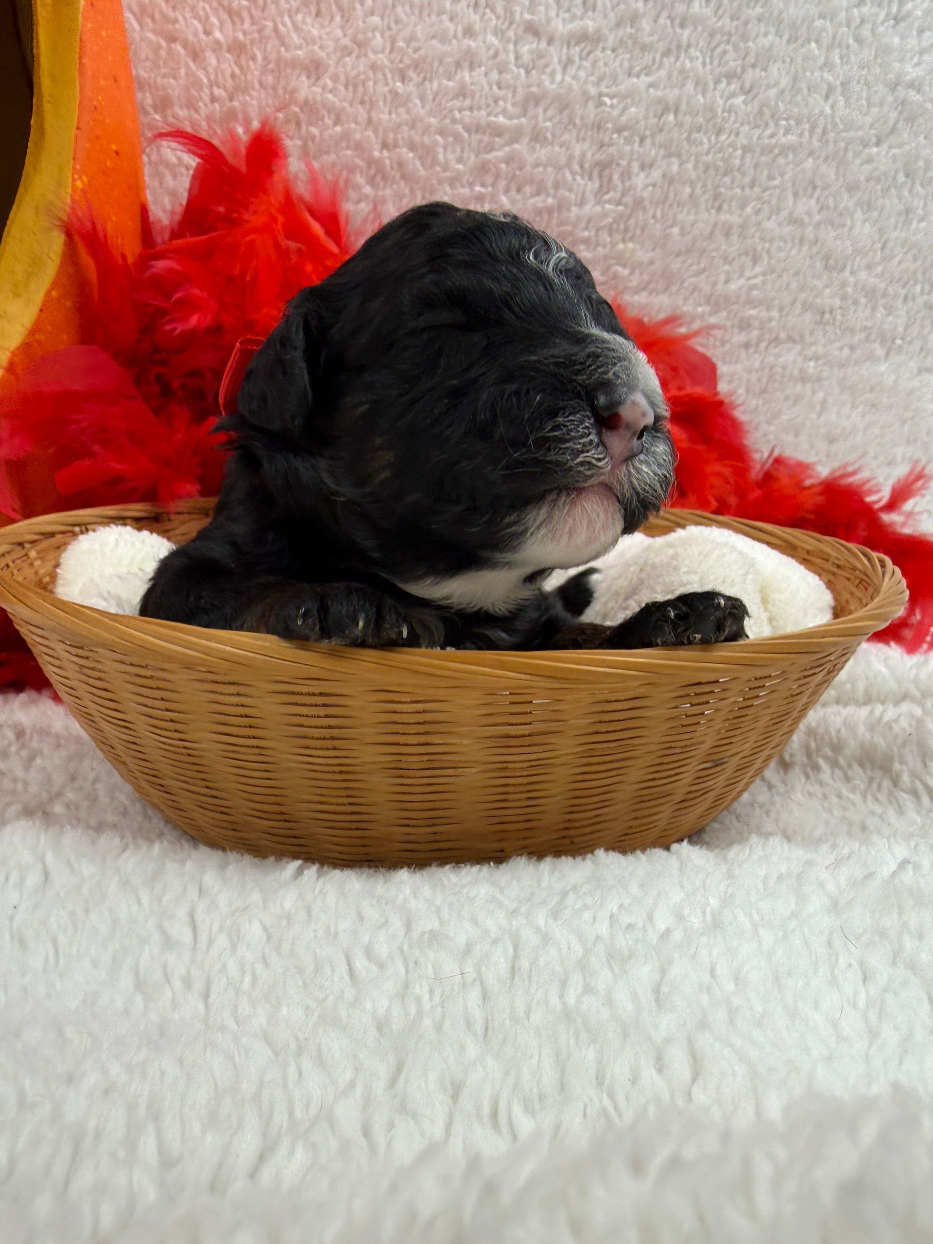 Cavapoo puppies for sale Fort Worth Texas breeder listings