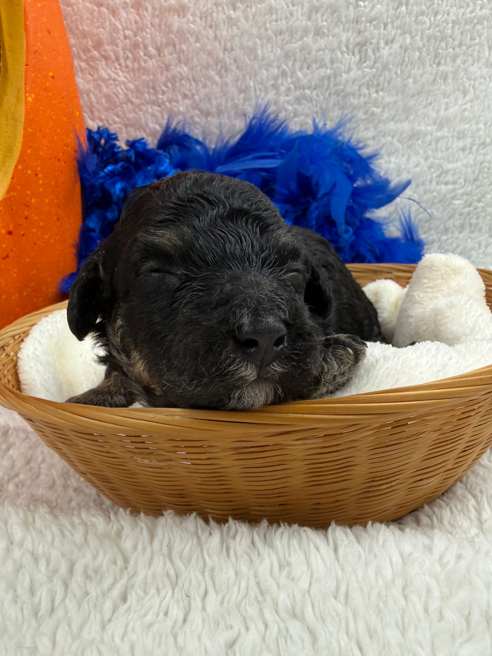Cavapoo puppies for sale Fort Worth Texas breeder listings