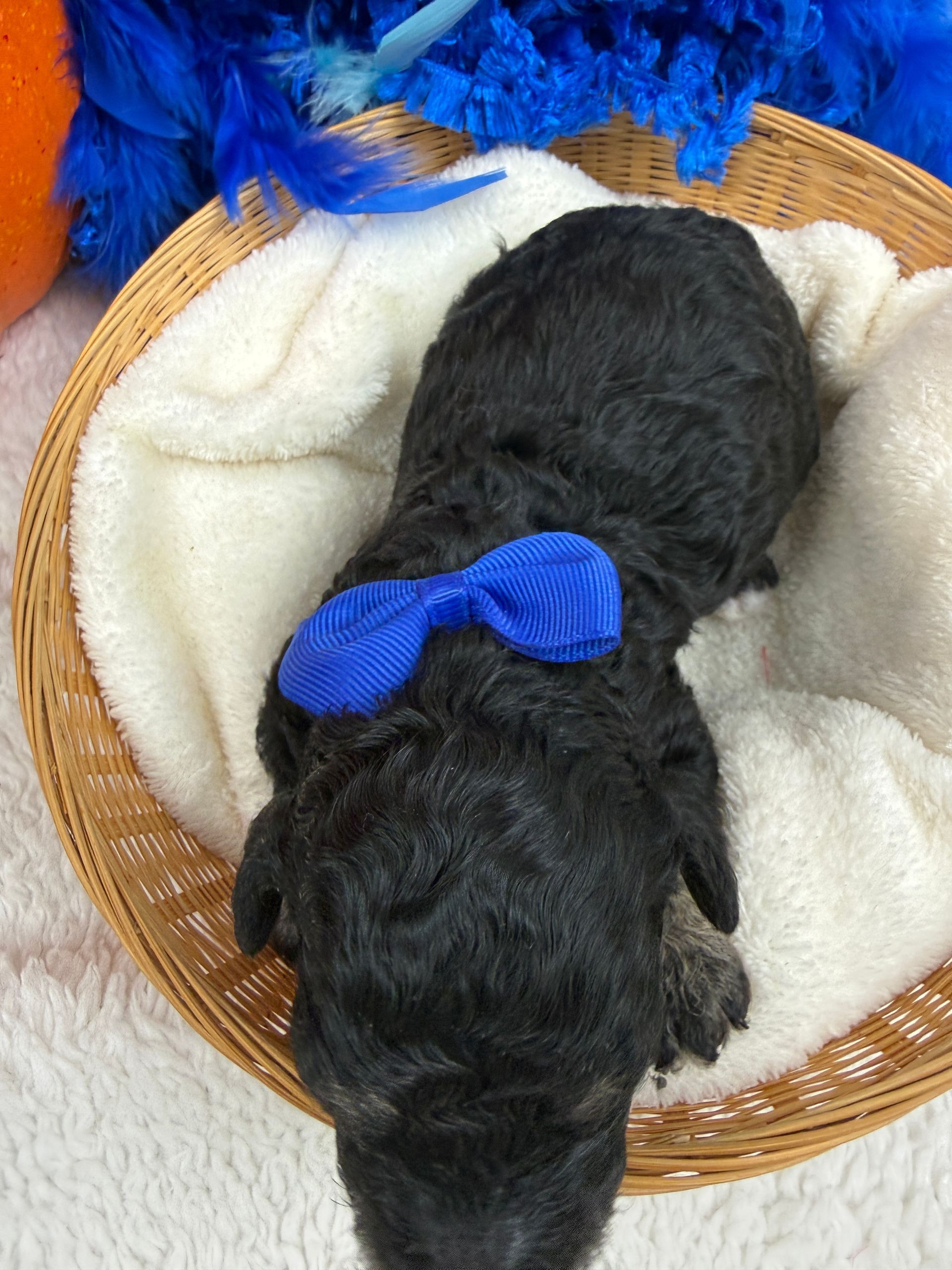 Cavapoo puppies for sale near tyler Texas