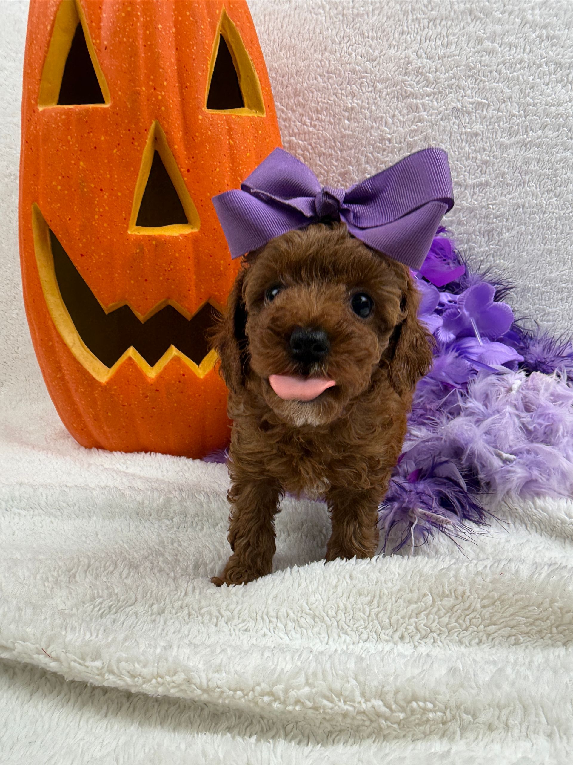 Cavapoo puppies for sale Fort Worth Texas breeder listings