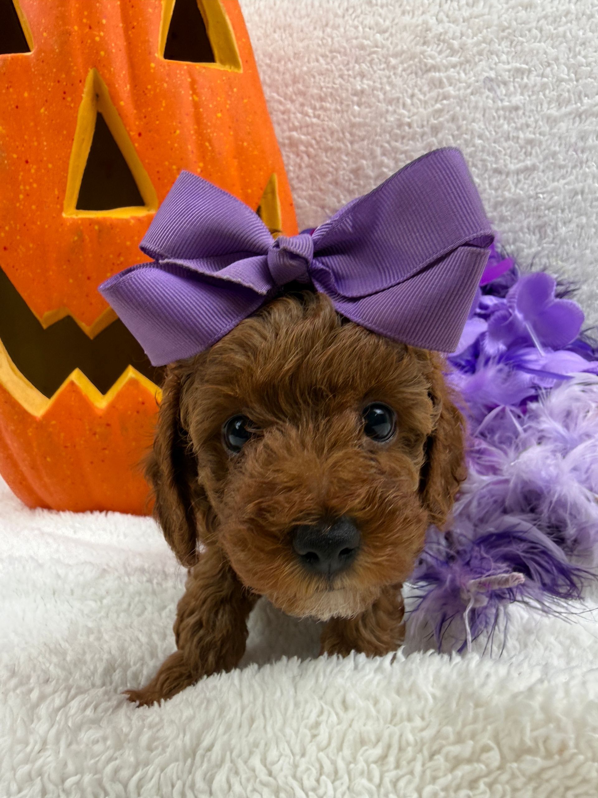 Cavapoo puppies for sale near tyler Texas