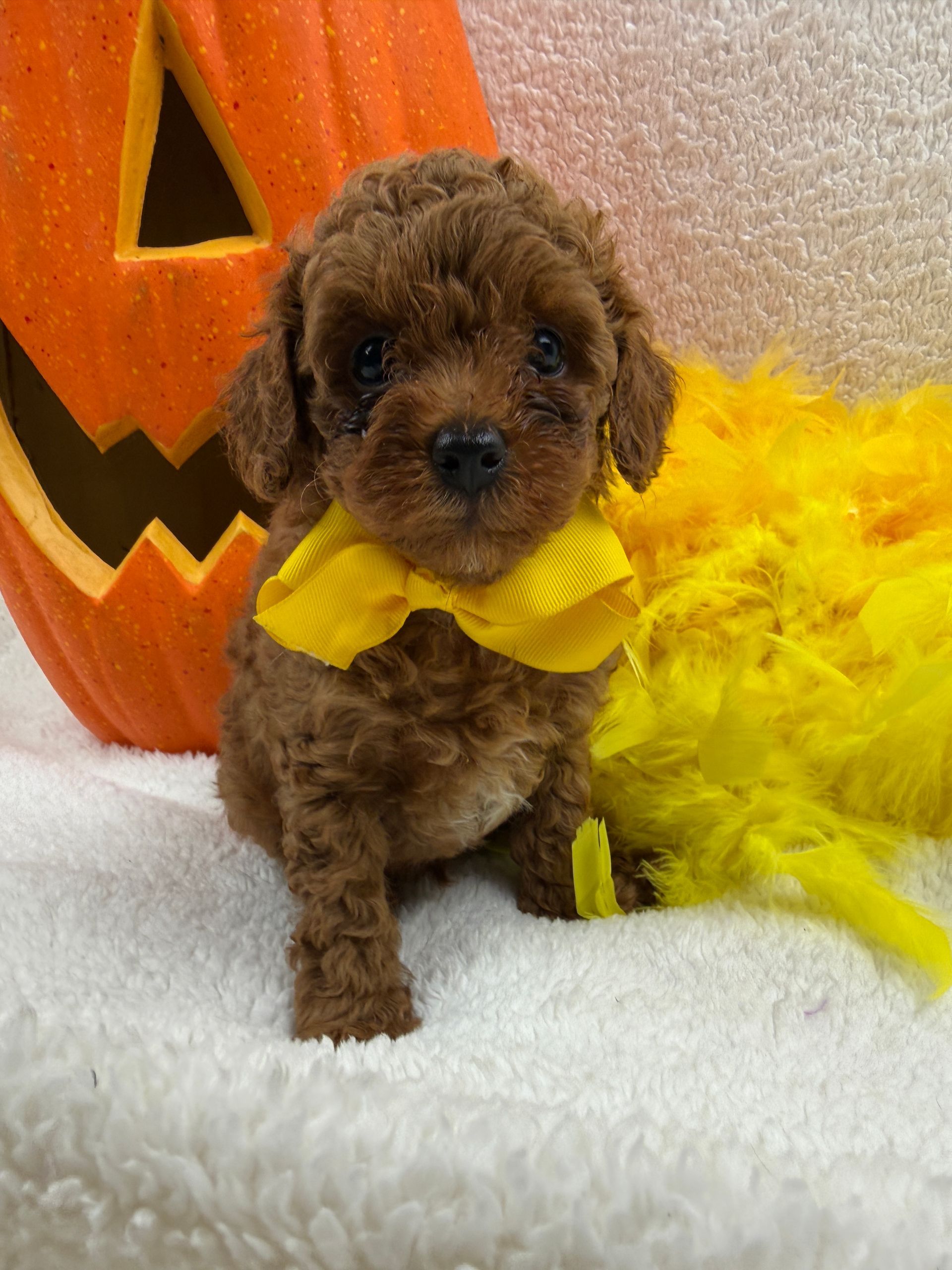 Cavapoo puppies for sale near tyler Texas