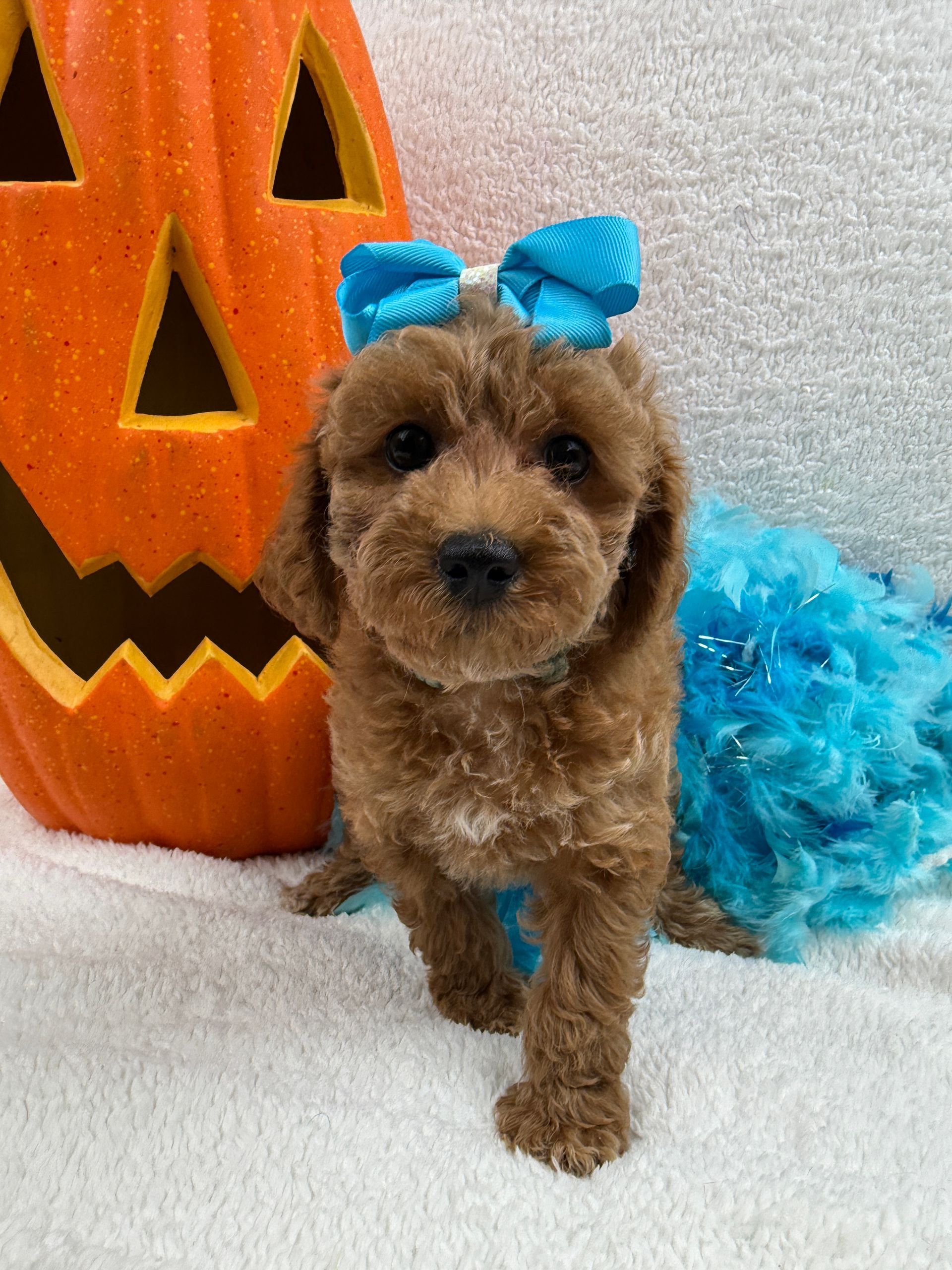 Cavapoo puppies for sale near tyler Texas