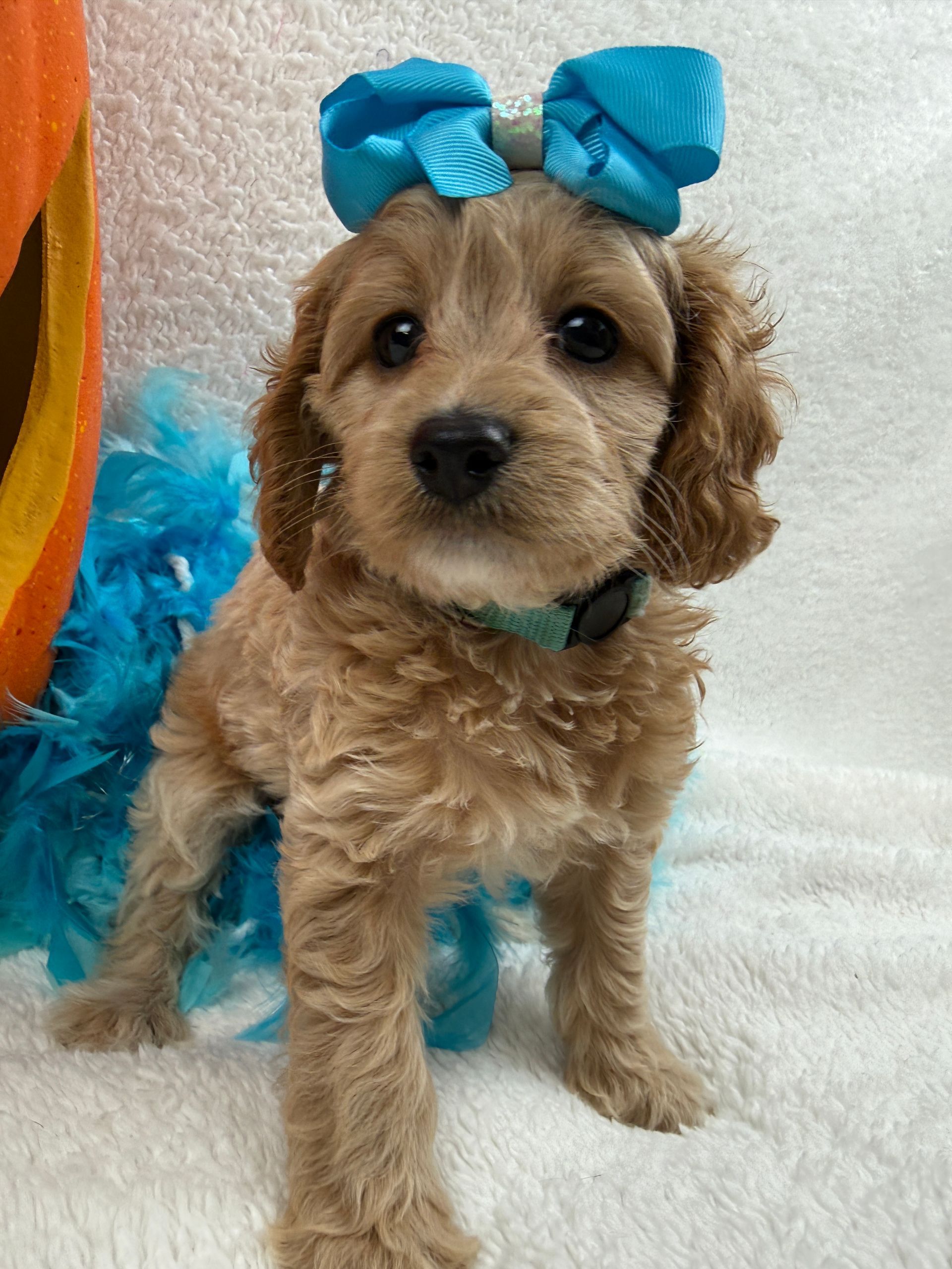Cavapoo puppies for sale Fort Worth Texas breeder listings