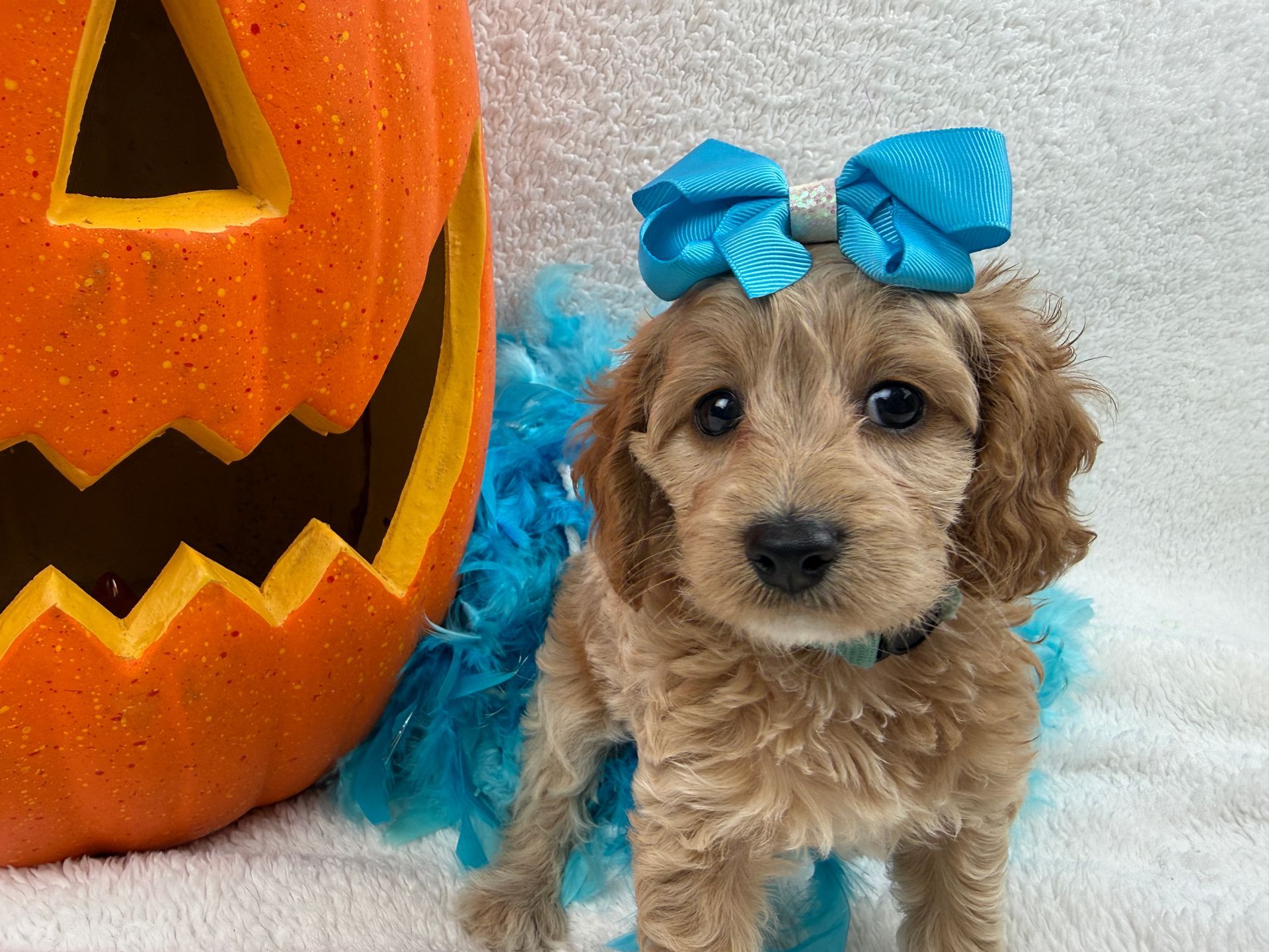 Cavapoo puppies for sale near tyler Texas