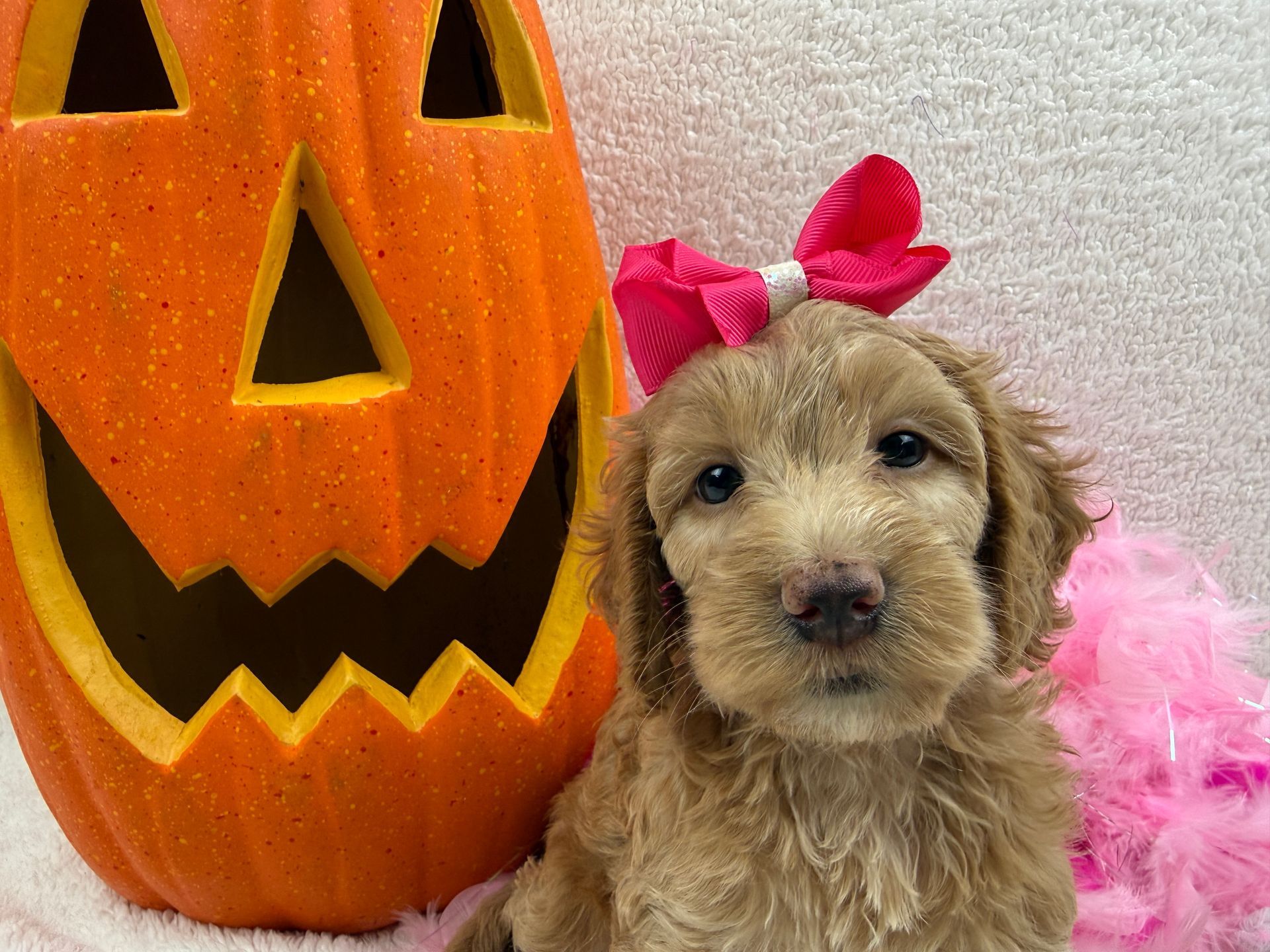 Cavapoo puppies for sale Fort Worth Texas breeder listings